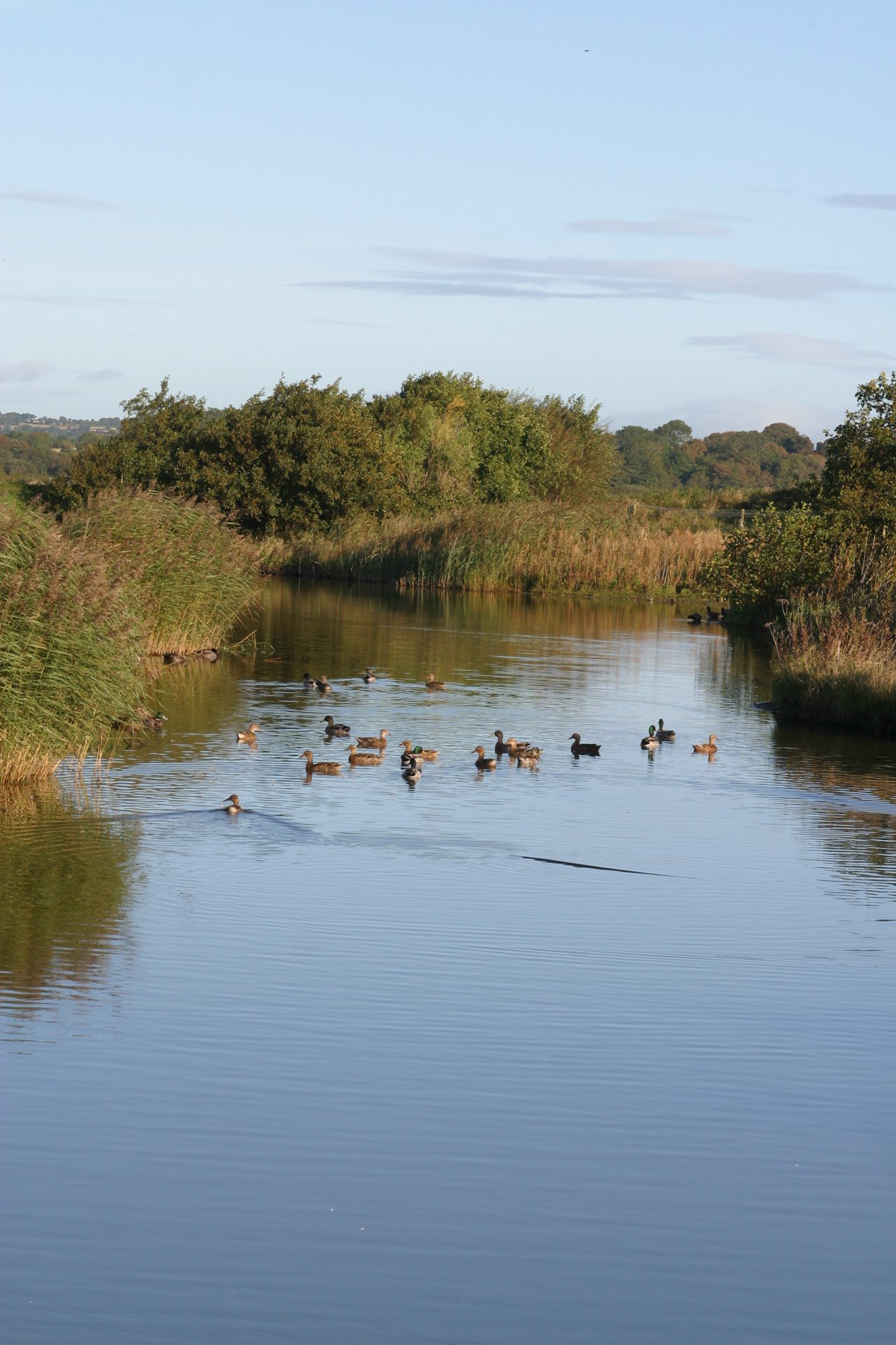 I am on annual leave from... - Wexford Wildfowl Reserve