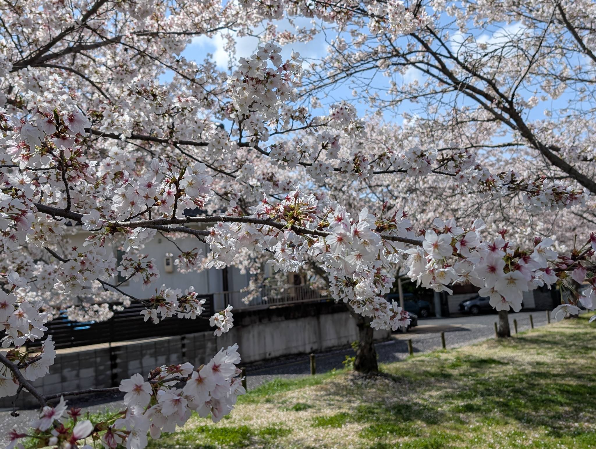 今日は絶好の洗濯日和?☀ 昨日の☔が心配だったけど、まだまだ大丈夫 