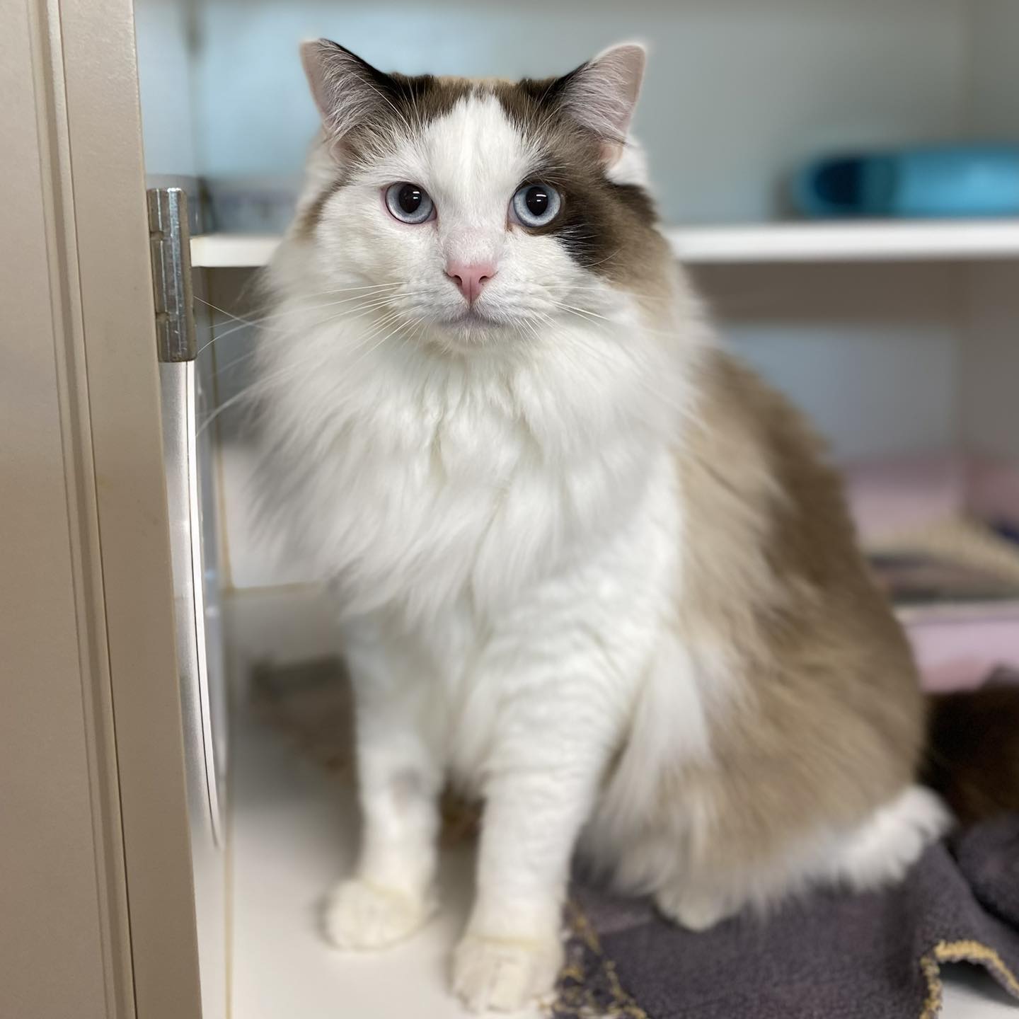 Save-A-Dog - Mr Noodle Source Number: BR100902 Ragdoll Male ~18 months ...