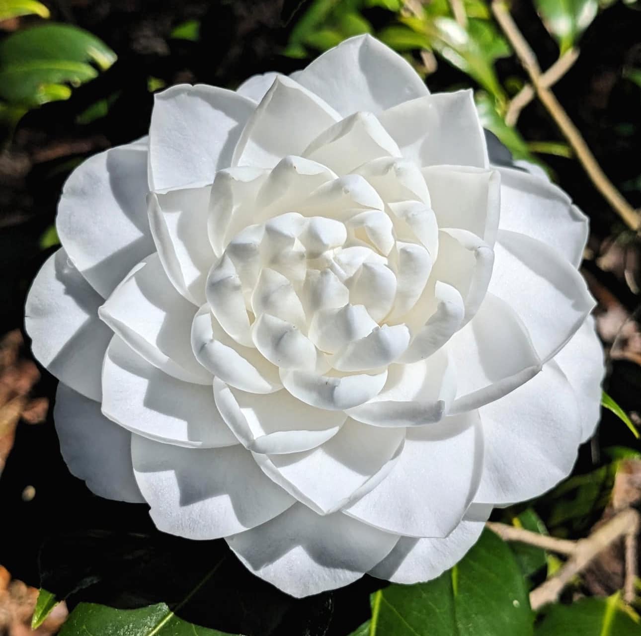Camellia japonica 