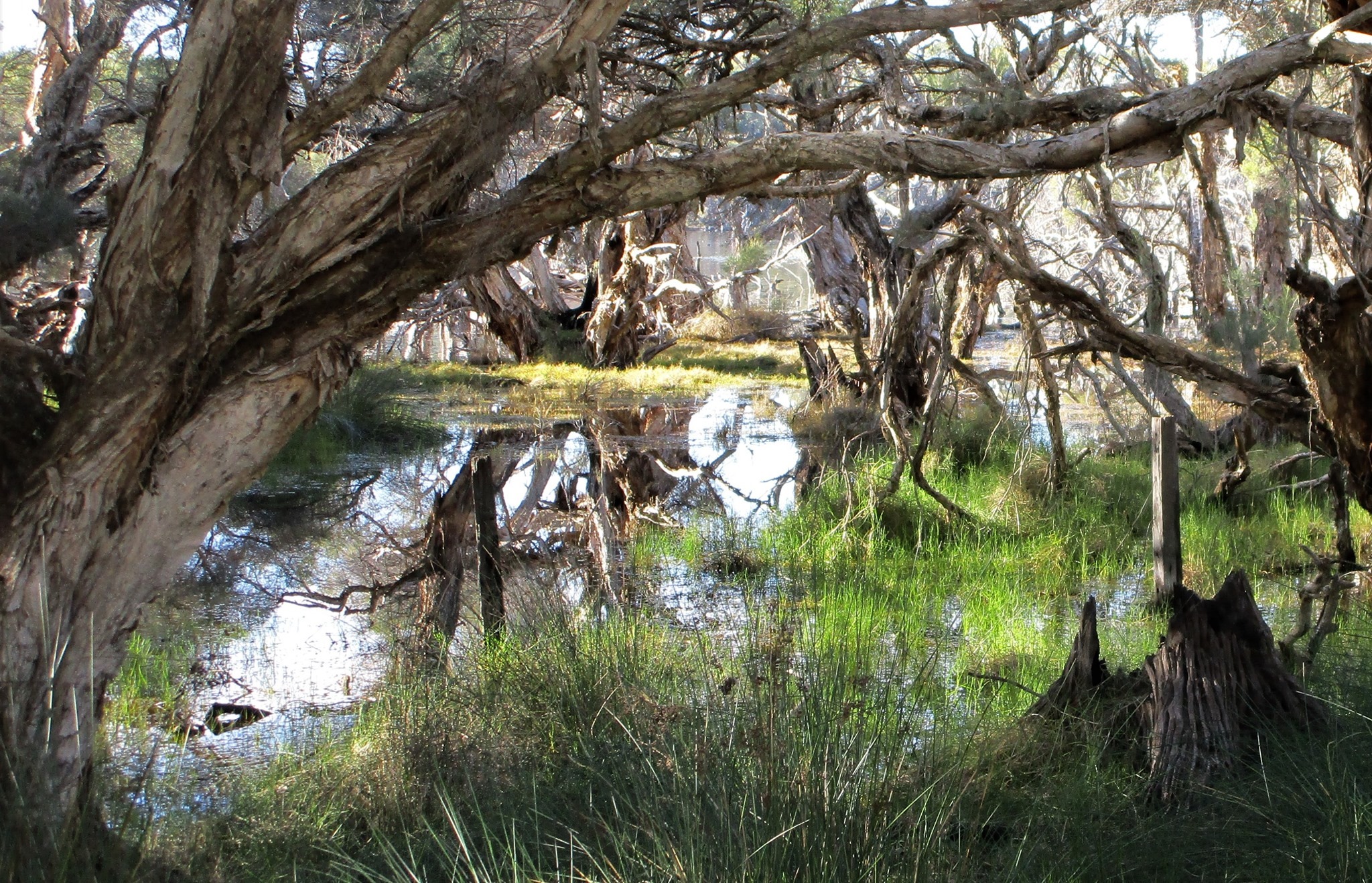 Out and About - Family Nature Connection | DELAMERE PARK and CURRAMBINE ...