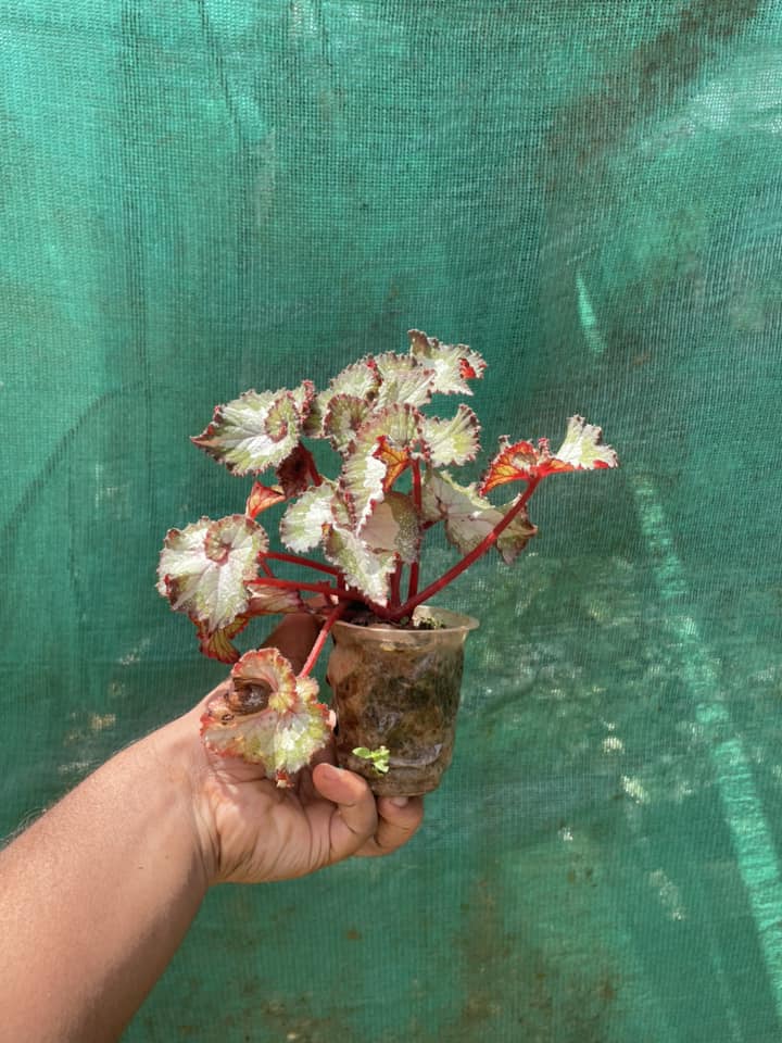 Begonia U578 #begonia #beauty #begonias #begoniau578 #rexbegonia