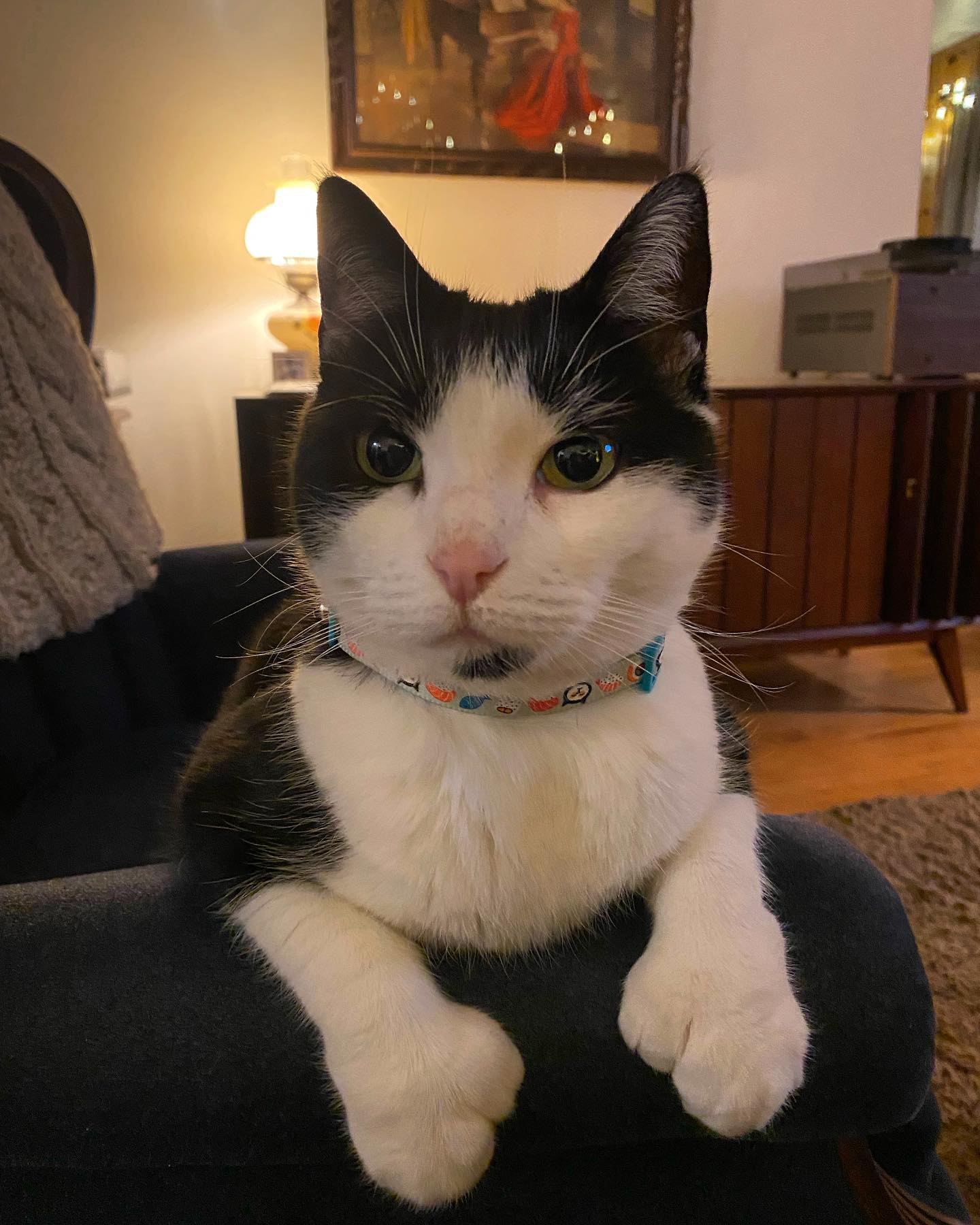 Kat - 🐾Patsy the Catsy 🐾 here reporting from @beardedcatproduction to ...