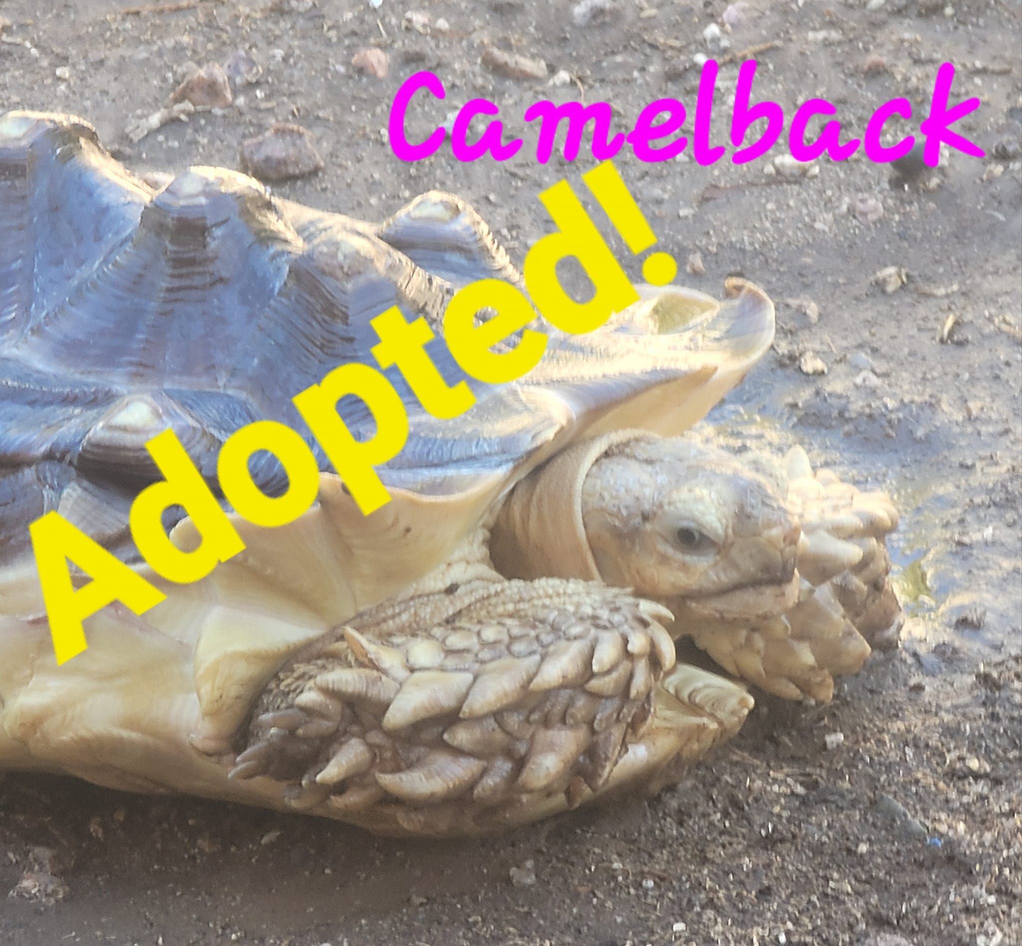North Phoenix Tortoise Rescue | Phoenix AZ