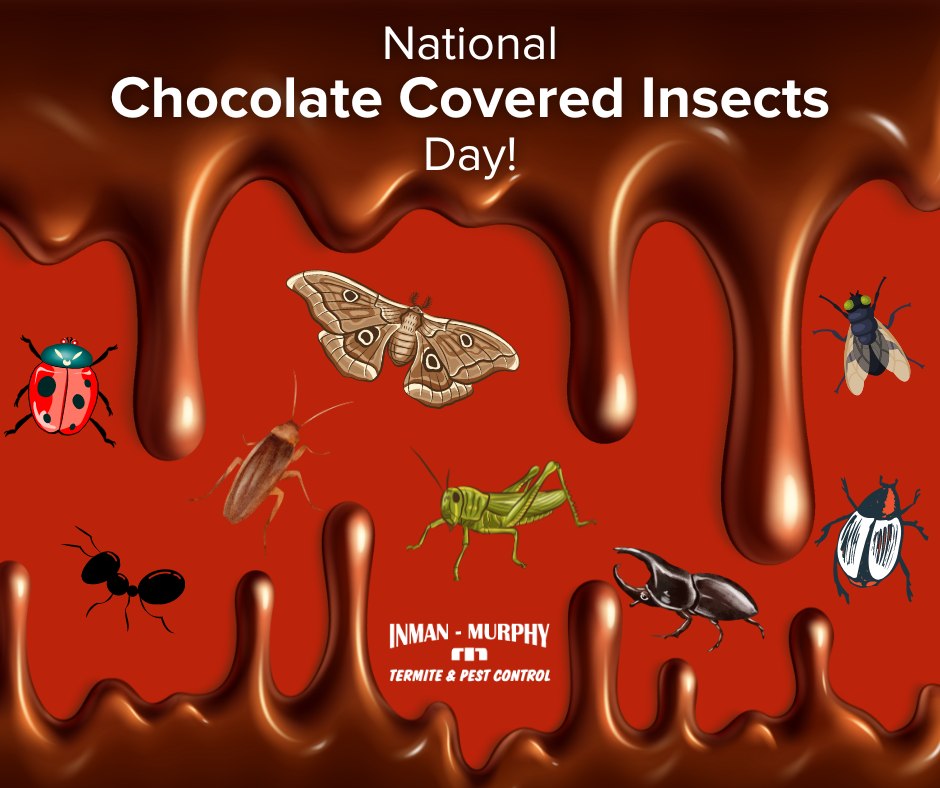 Inman-Murphy - 🍫🪳 Happy National Chocolate-Covered Insect Day! While we ...