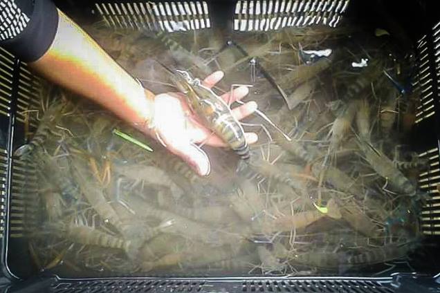 Pembekal Udang Galah Hidup Benih Dan Makanan Udang Galah Di Malaysia Salam Semua Rakan2 Harga Udang Galah Hidup Siap Hantar Saiz Campur A B C Minimum 100kg Rm67 Kg Kalau Ada Yg Nak Boleh Order Utk Booking