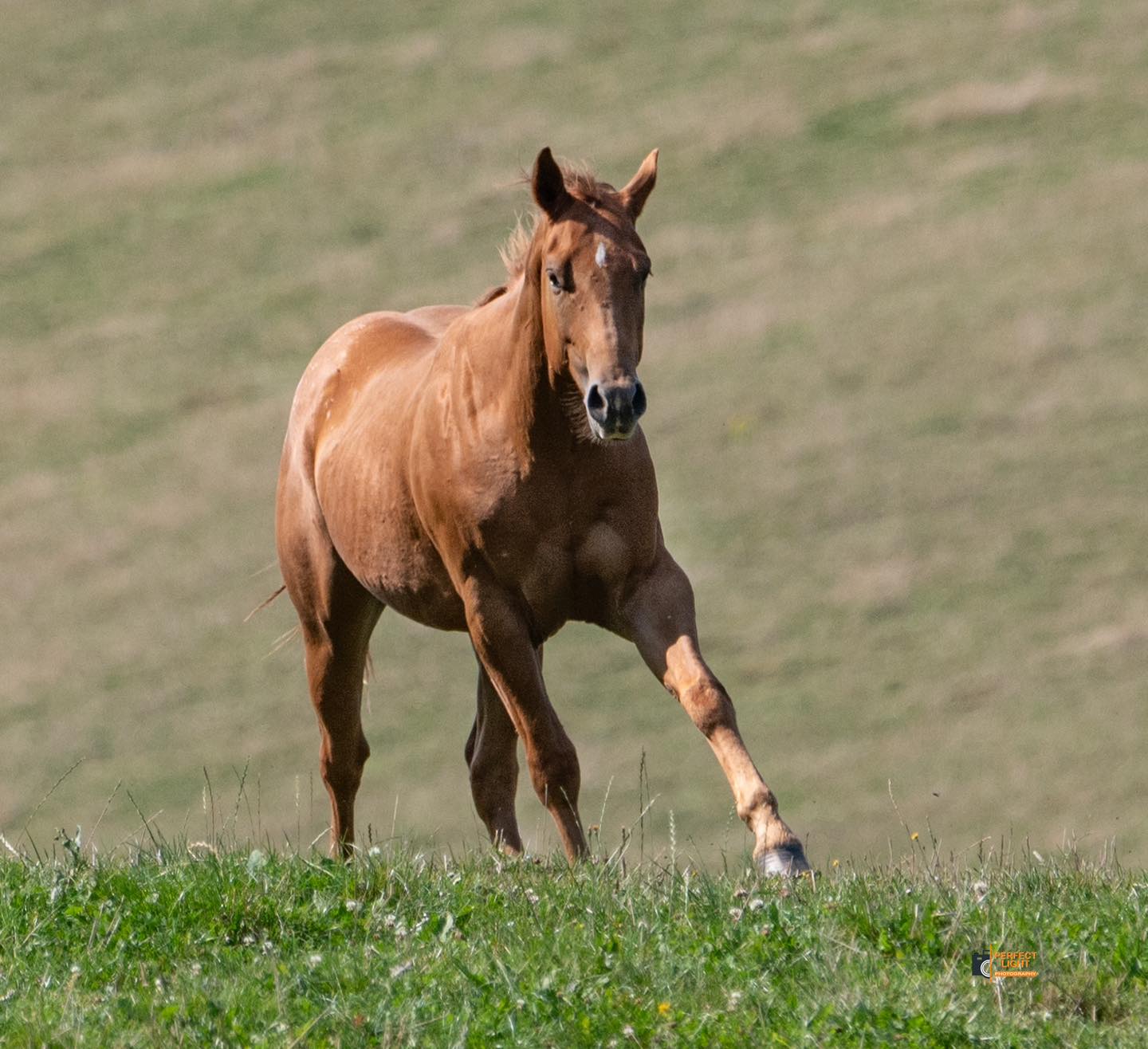 OC No Rocks Draco, Appaloosa... - Appaloosa & QH Ranch