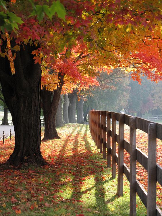 Sugar - 🍁🍁🍁 Gorgeous maple trees! 🍁🍁🍁 Pinterest find https://www ...