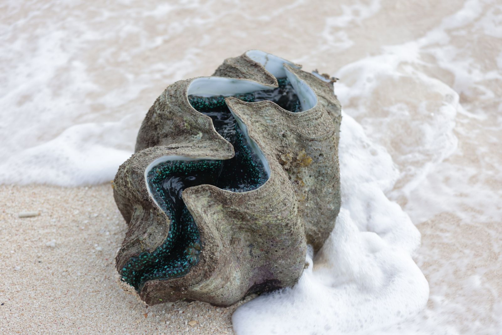 SMPC - Giant clams are one of the most scientifically important species ...
