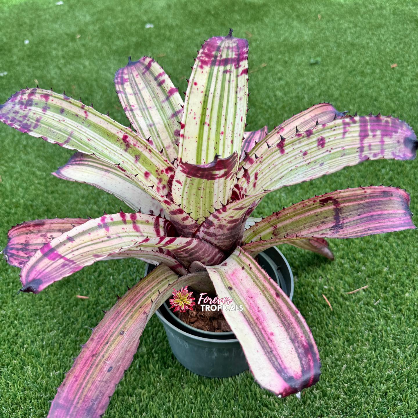 ブロメリア・エアープランツ Lucifer Neoregelia Variegated