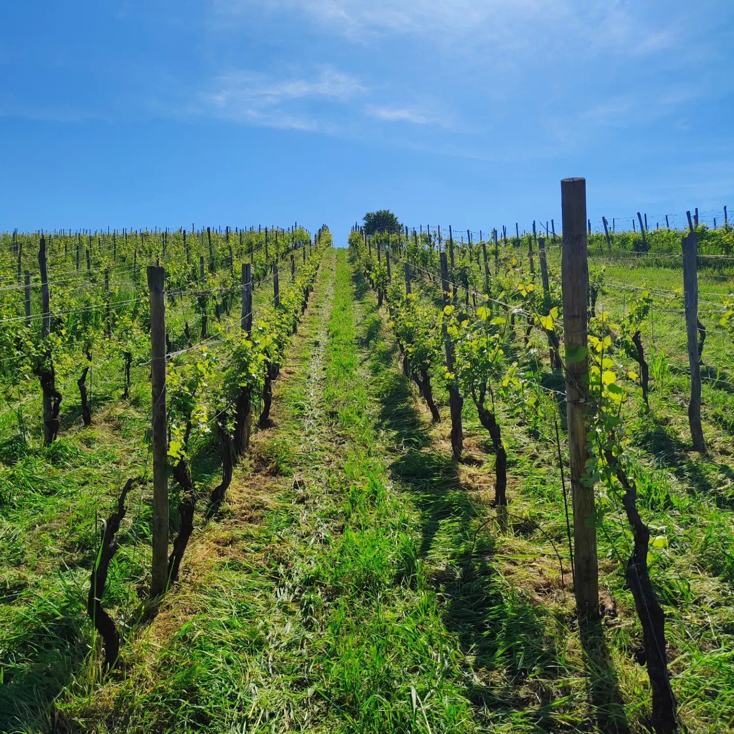 Az. Agr. Davide Rovatti | Casteggio
