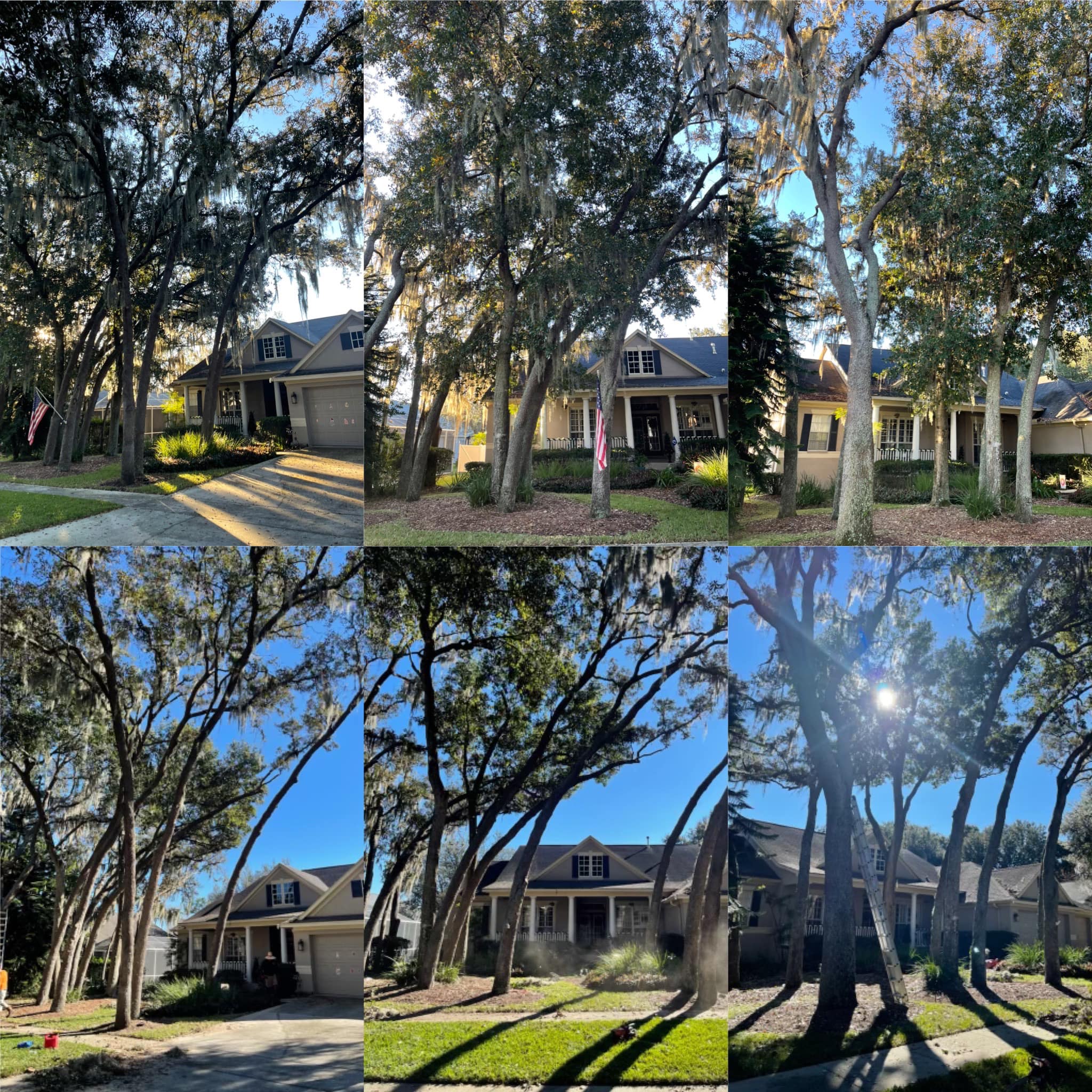 Before ⬆️ After ⬇️ Heavy pruning... - Hi-Point Tree Service | Facebook