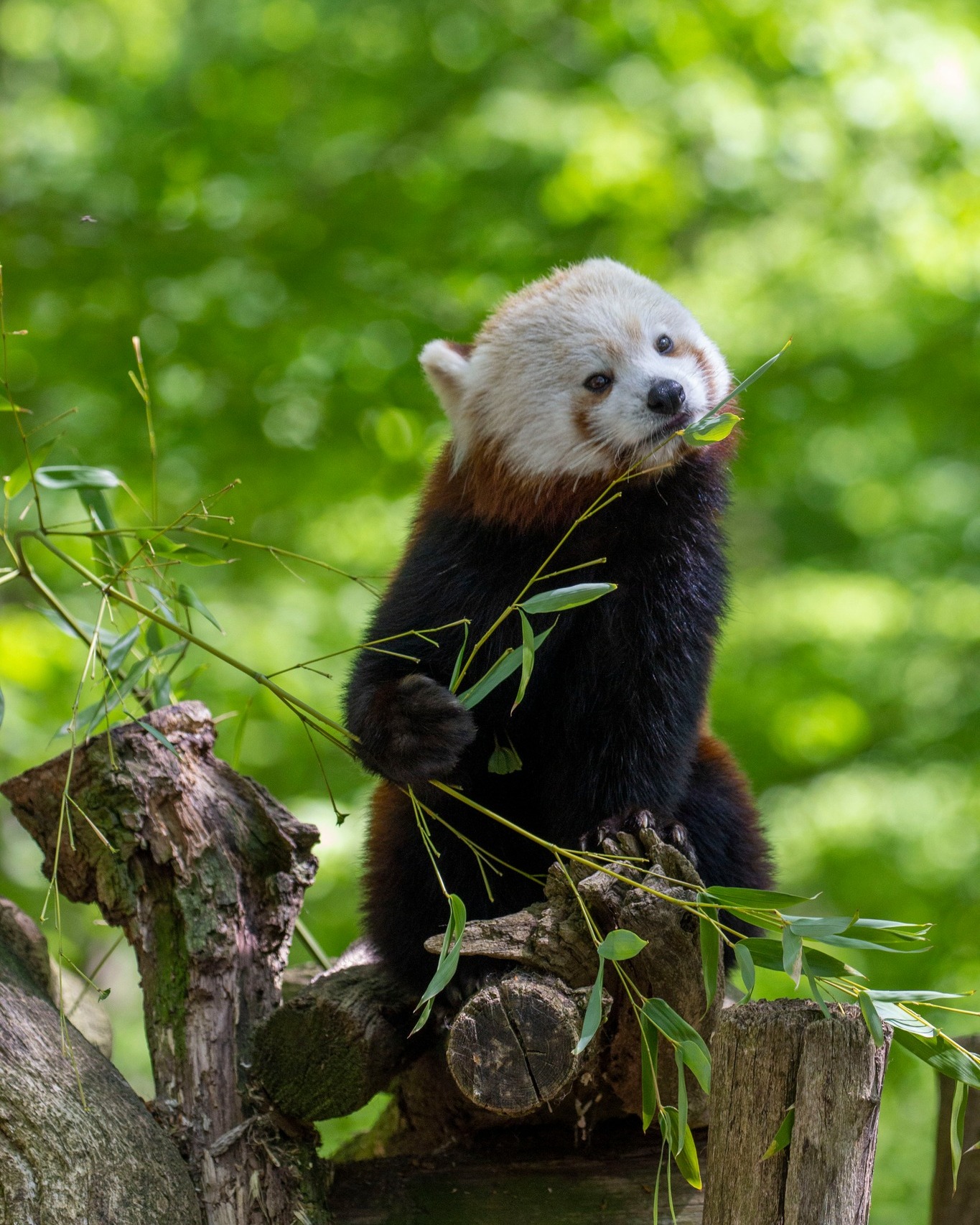 Parc - 𝗗𝘂 𝗯𝗮𝗺𝗯𝗼𝘂 𝗽𝗼𝘂𝗿 𝗻𝗼𝘀 𝗽𝗮𝗻𝗱𝗮𝘀 𝗿𝗼𝘂𝘅 ! 🌿🍃 🐾 Nos pandas roux raffolent ...