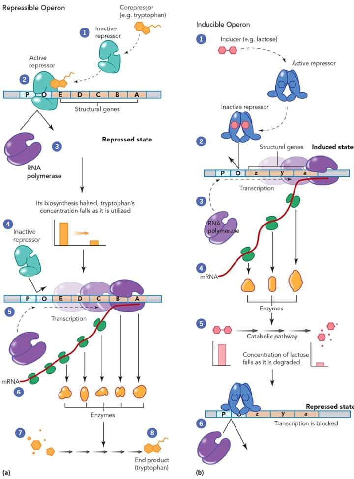 ID Metagenomics - Regulación genética por operones‼ Los... | Facebook