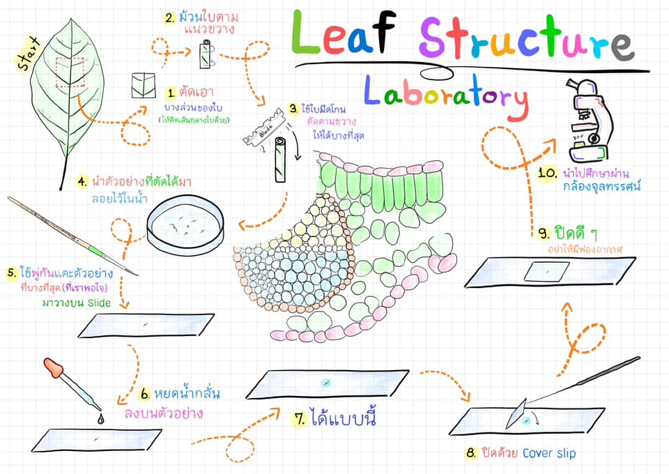 Bio หยาบ - 🔥 แจกฟรี ️Flowchart Direction LAB ไฟล์... | Facebook