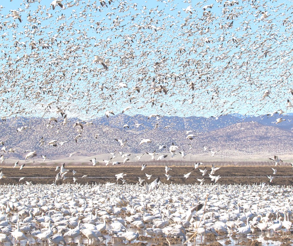 California Rice Commission | Sacramento CA
