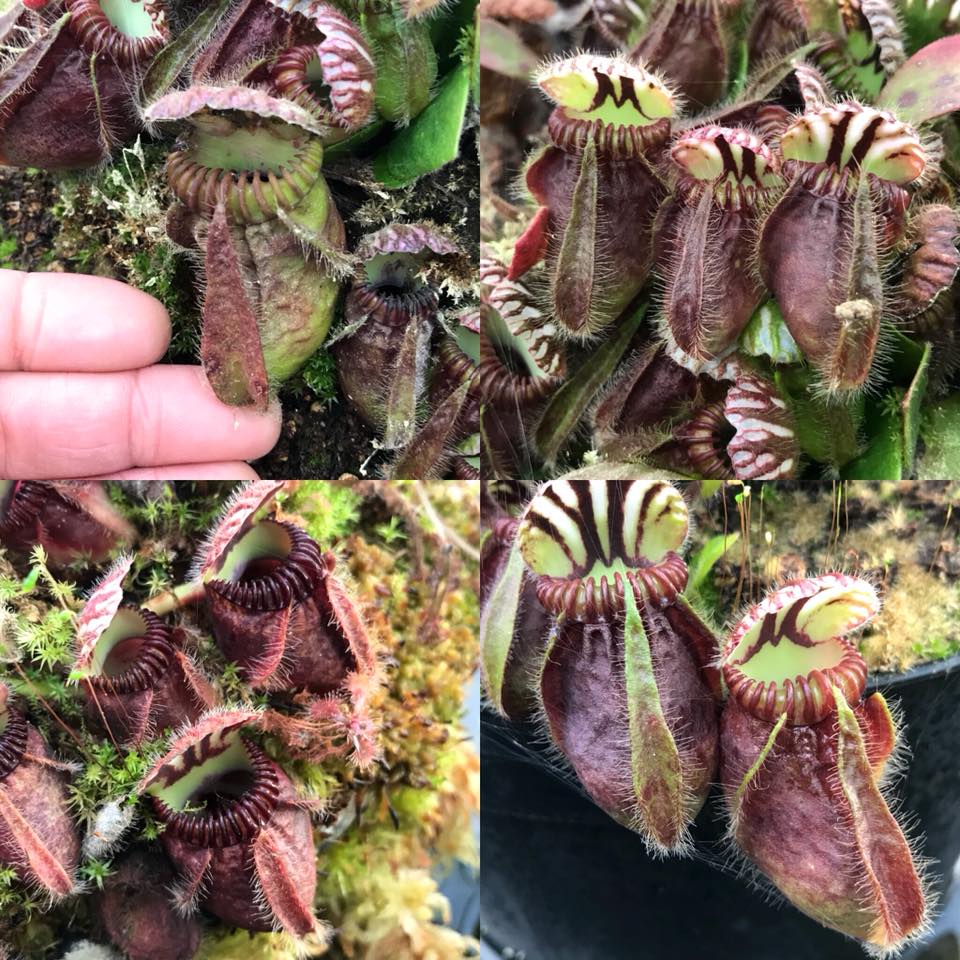 Cephalotus still looking great , these plants have been kept in an