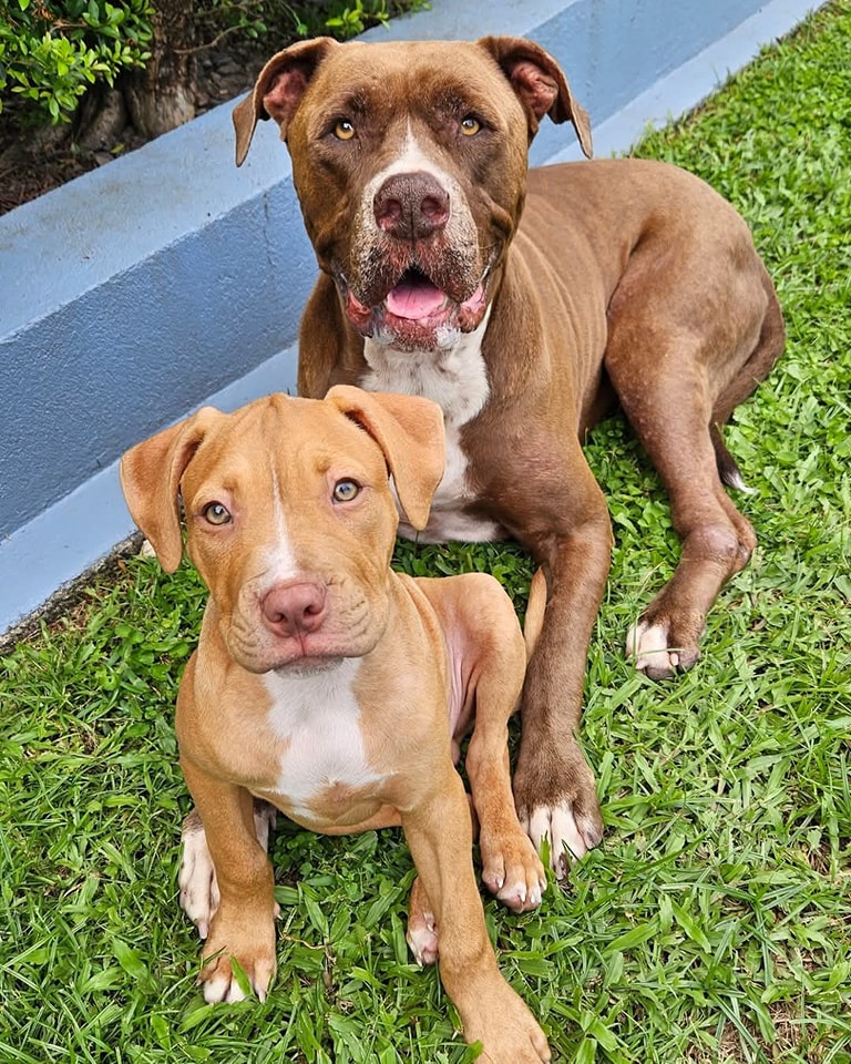 North Qld Animal Rescue Inc. - Sunday Success, Chester was almost ...