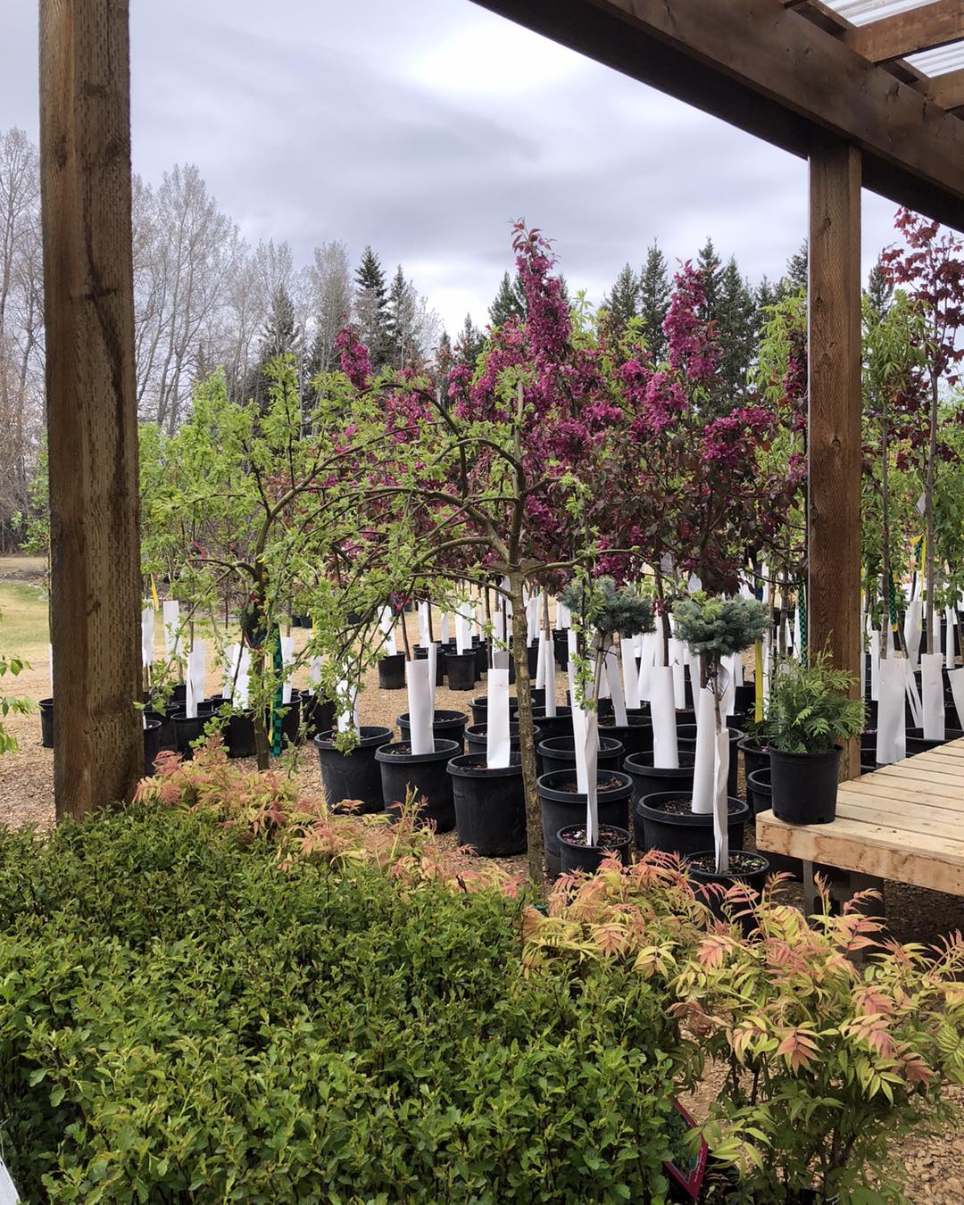 Rustic Roots Greenhouse | La Crete AB
