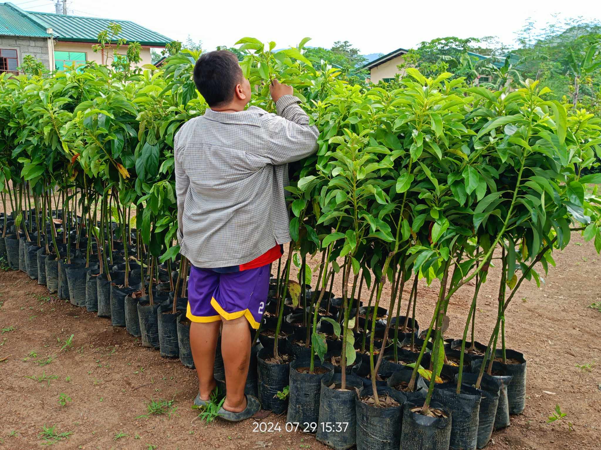 Sanchez Grafted Fruit Trees - Alam mo ba? Pwedeng macomatose at mamatay ...