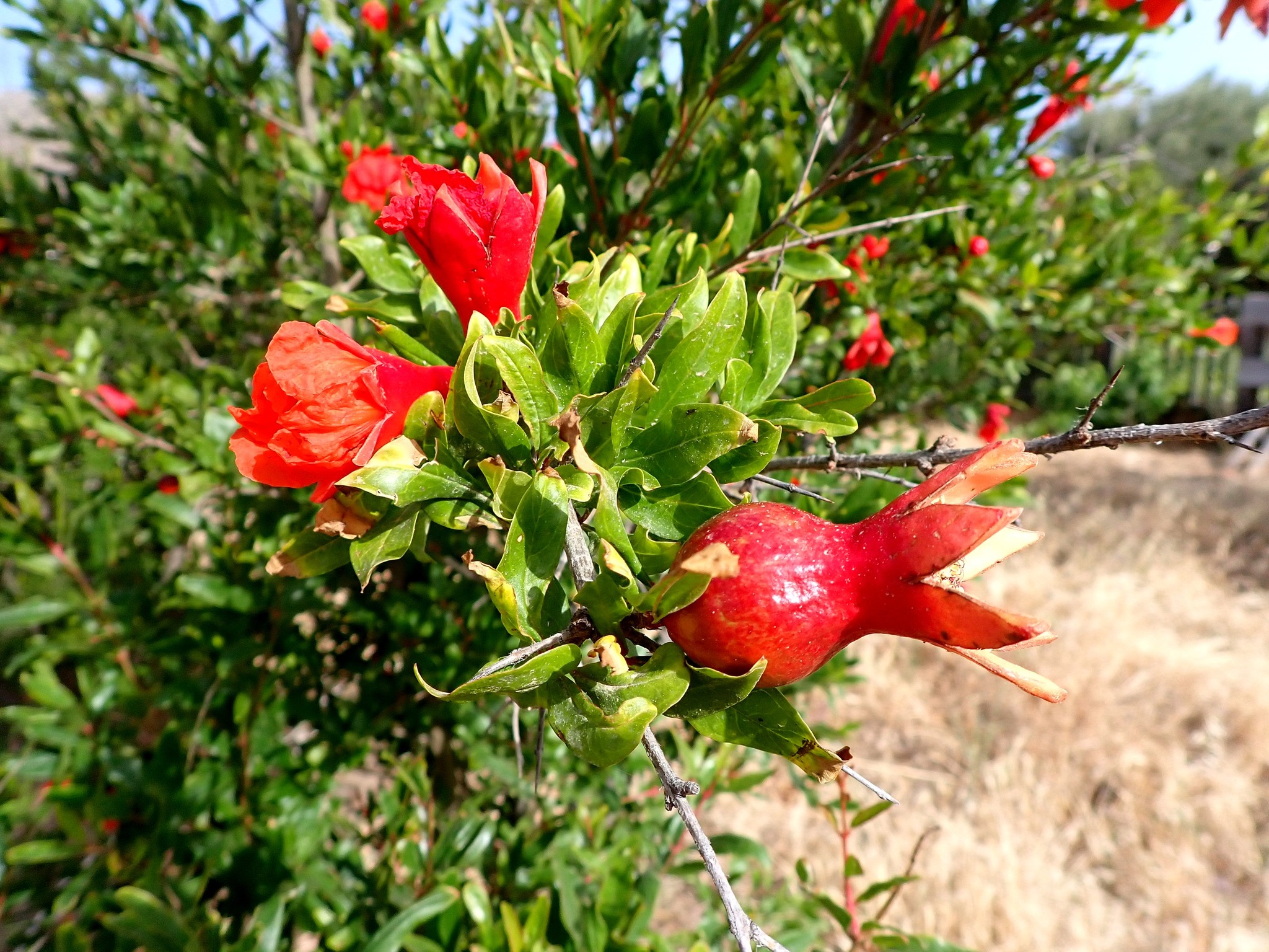 Mykonos VIOMA Organic Farm & Vineyard - Οικολογικό Αγρόκτημα Μυκόνου ...