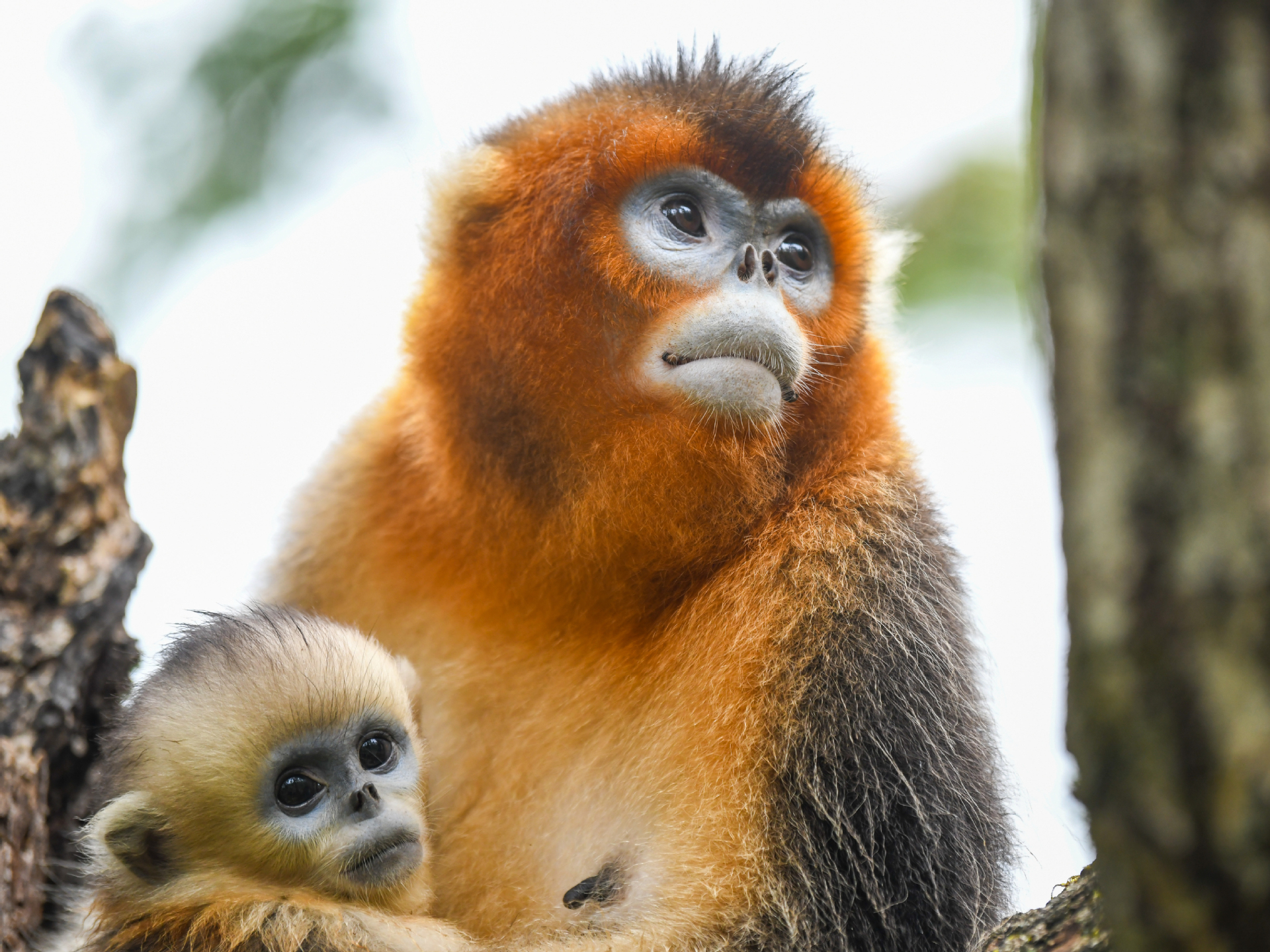 Frolicking and feasting, Sichuan golden snub-nosed monkeys and