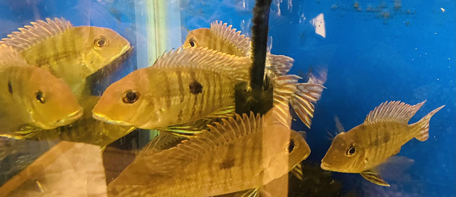 Picture of Open Friday October 11th 11-5,... - The Waters Edge Aquarium