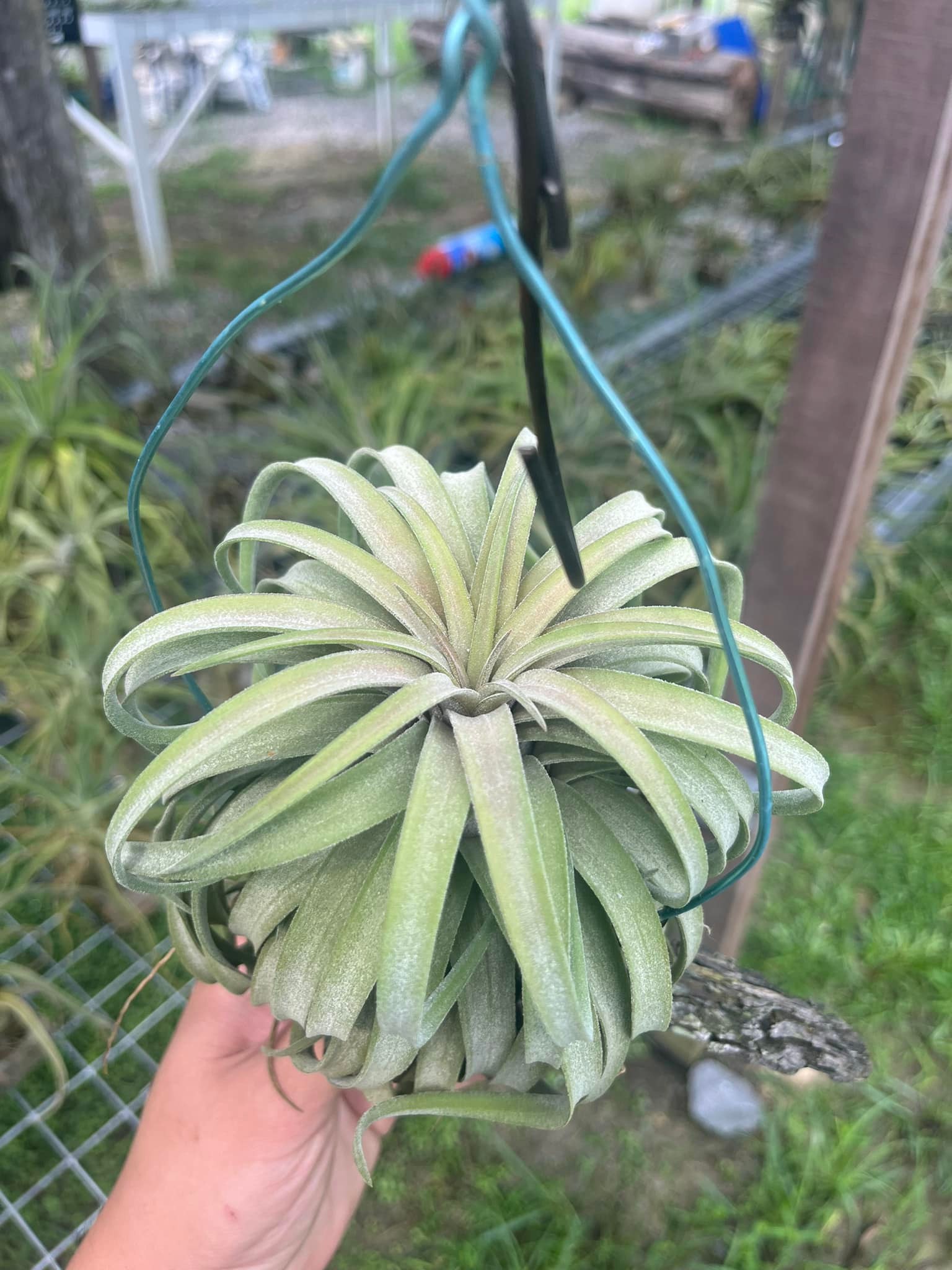 Air plant hybrid: Ionantha Predator x Streptophylla