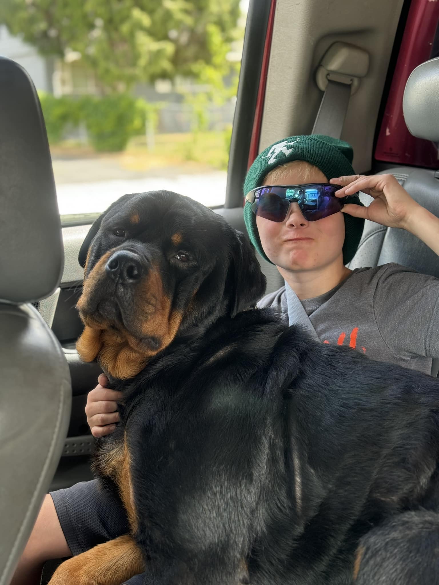 Juggernaut Rottweilers