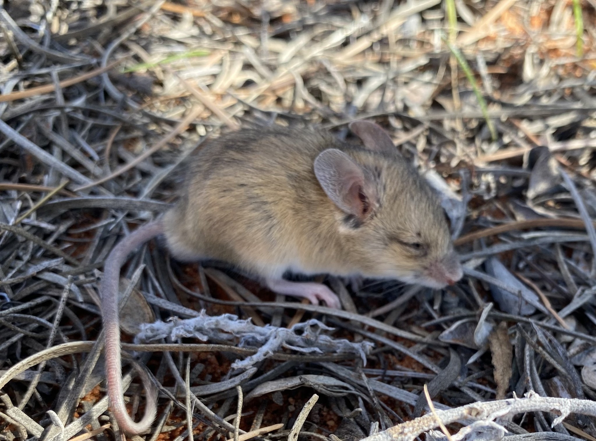 The Sandy Inland Mouse is just one of... - Top Wire Traveller | Facebook