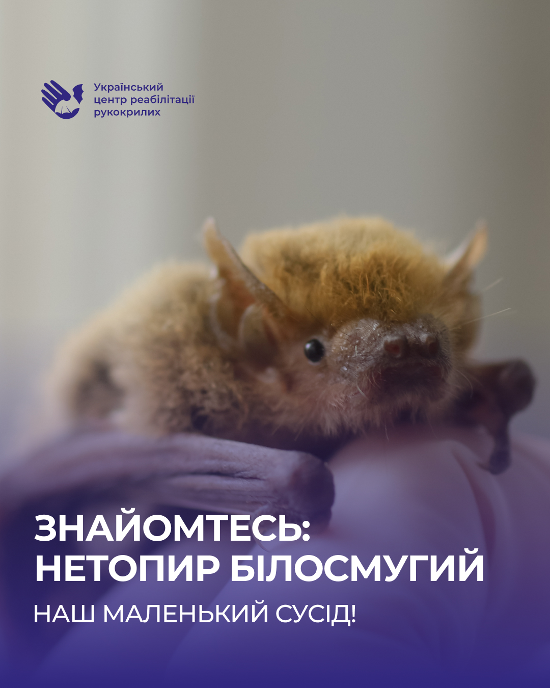 Ukrainian Bat... - Ukrainian Bat Rehabilitation Center