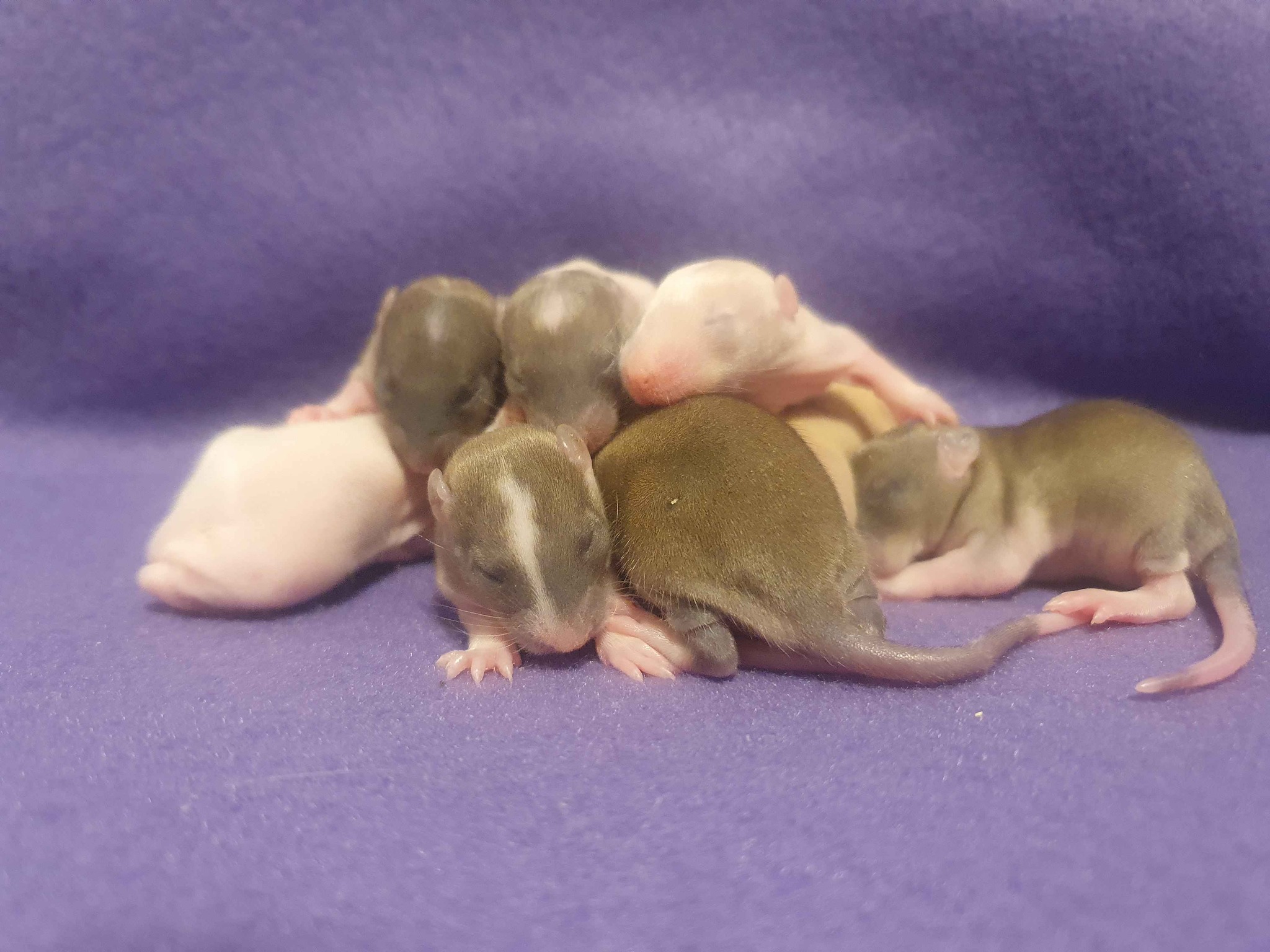 White Rose Rattery