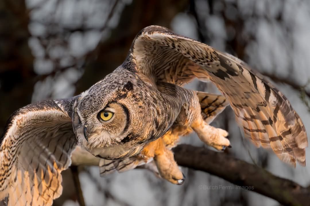 scope別注 Northern Owl with foot Ochre (Yellow) | Nocs Provisions