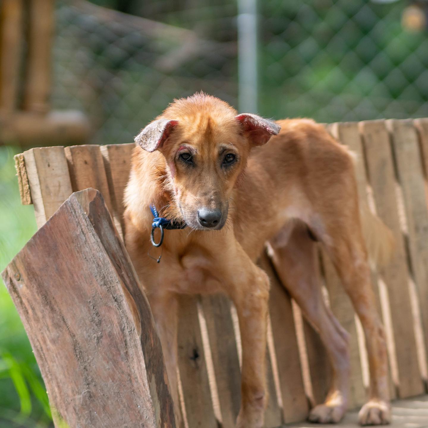 Picture of How Do You Treat Malnutrition In Puppies