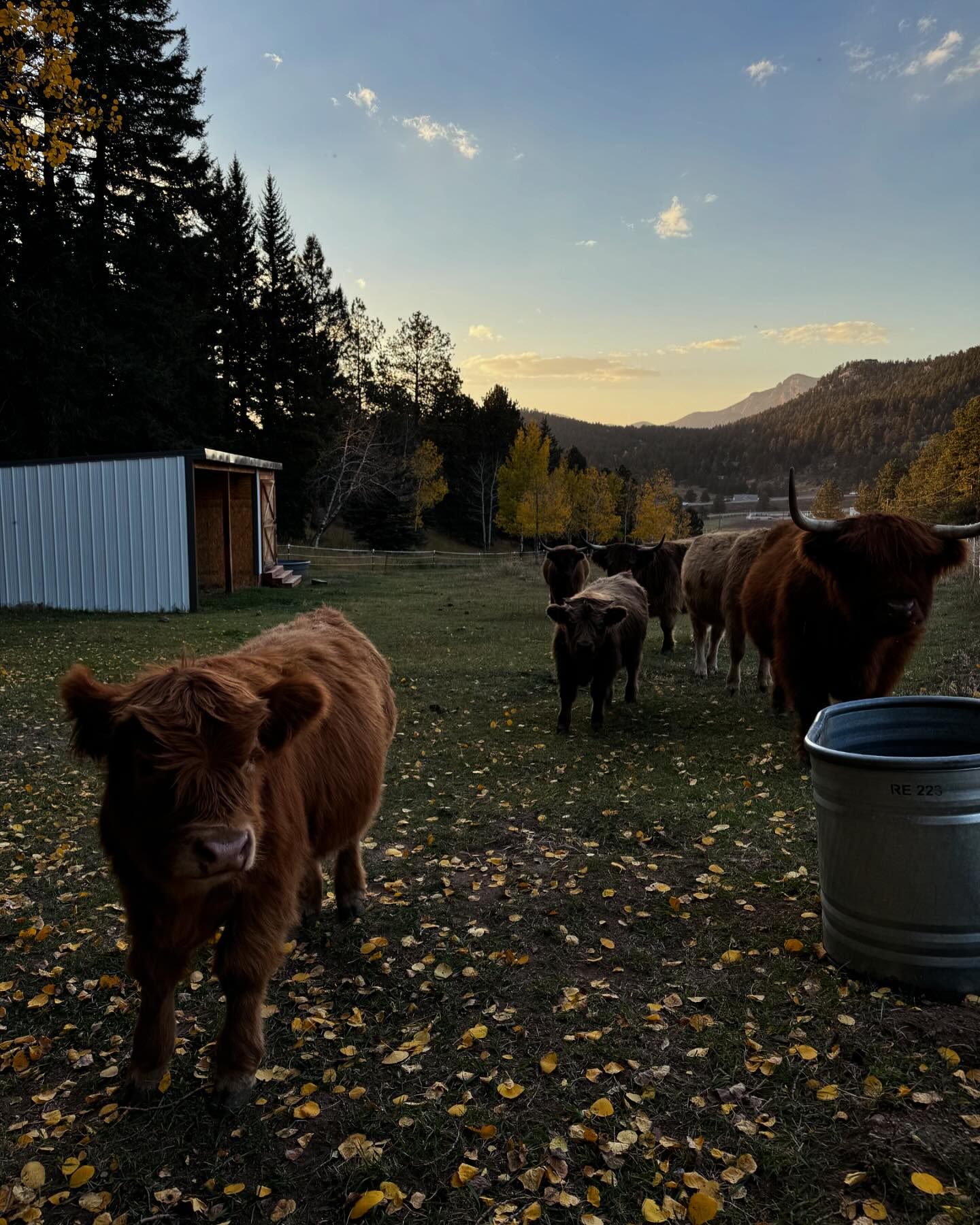 Wild Mountain Ranch