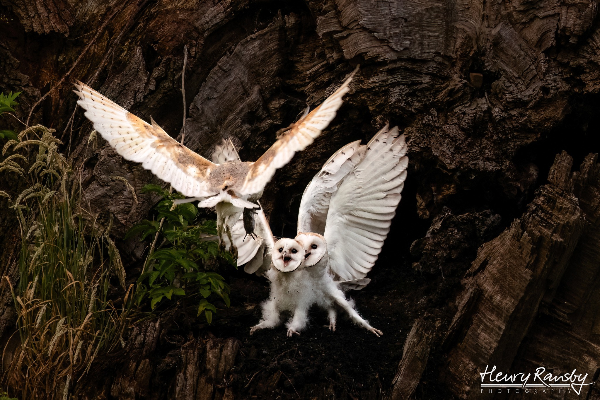 Henry Ransby Photography