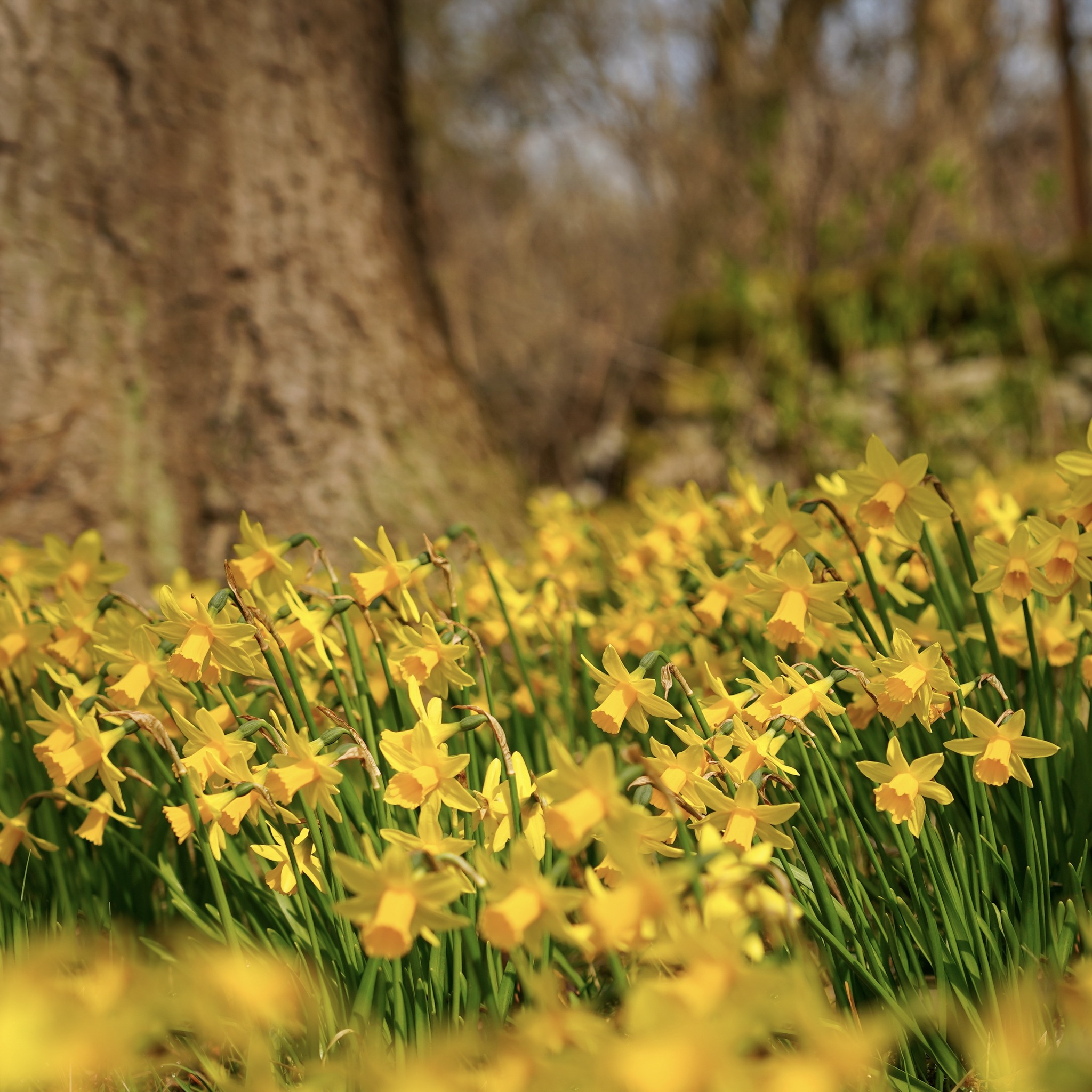 Peaklass - Along the verges, in the meadows, on the village greens ...