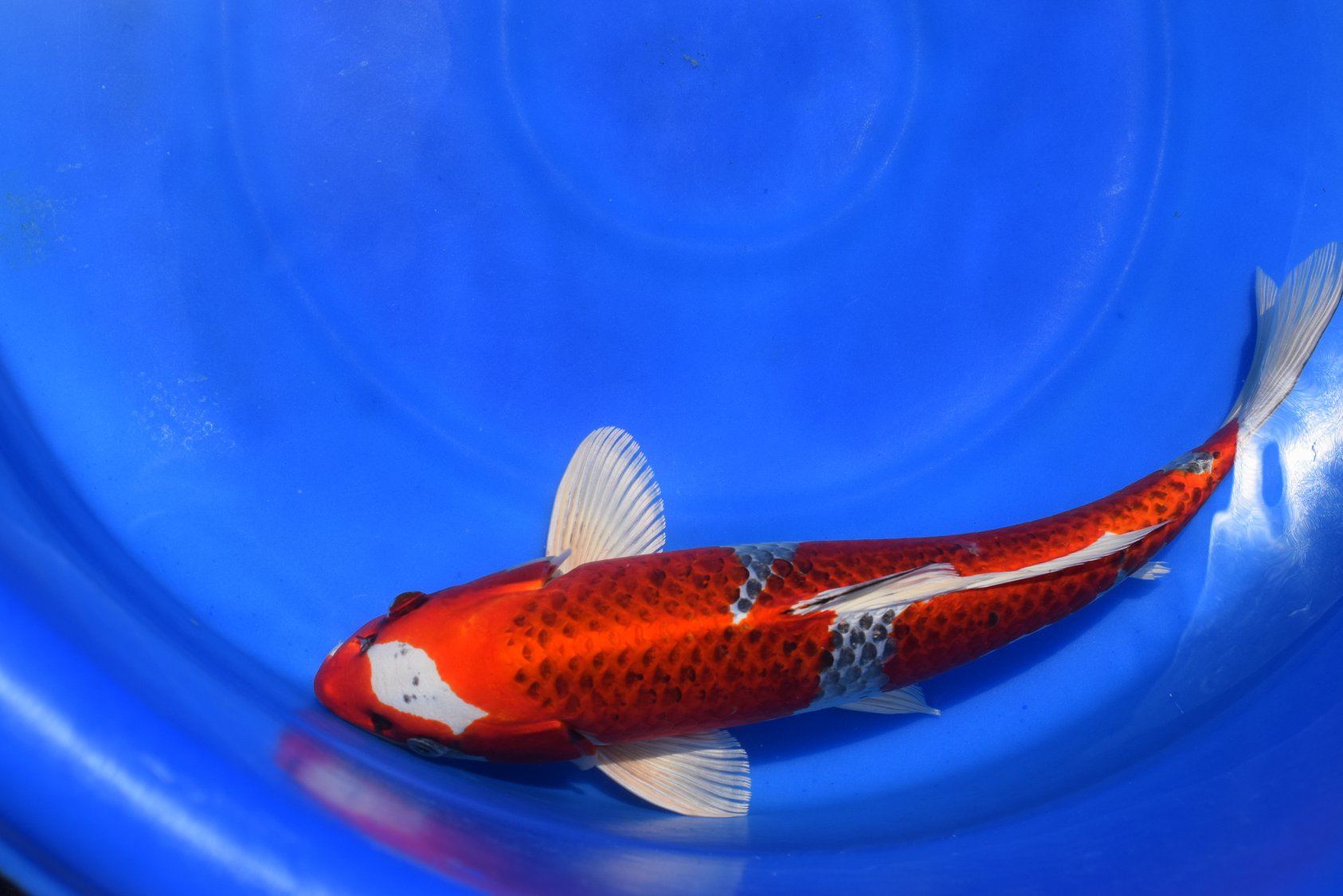 Exotics and Aquatics | Reno NV