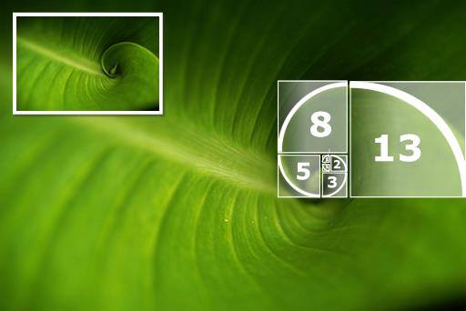 Interação - MATEMÁTICA: A proporção áurea e a série de Fibonacci A ...