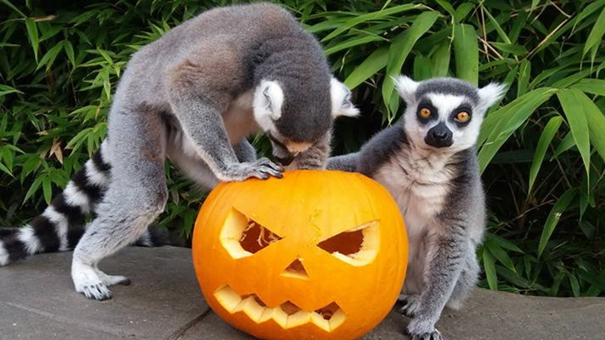 Greater - @ColchesterZoo shriek week is back! 🎃🦁 Bring the family for a ...