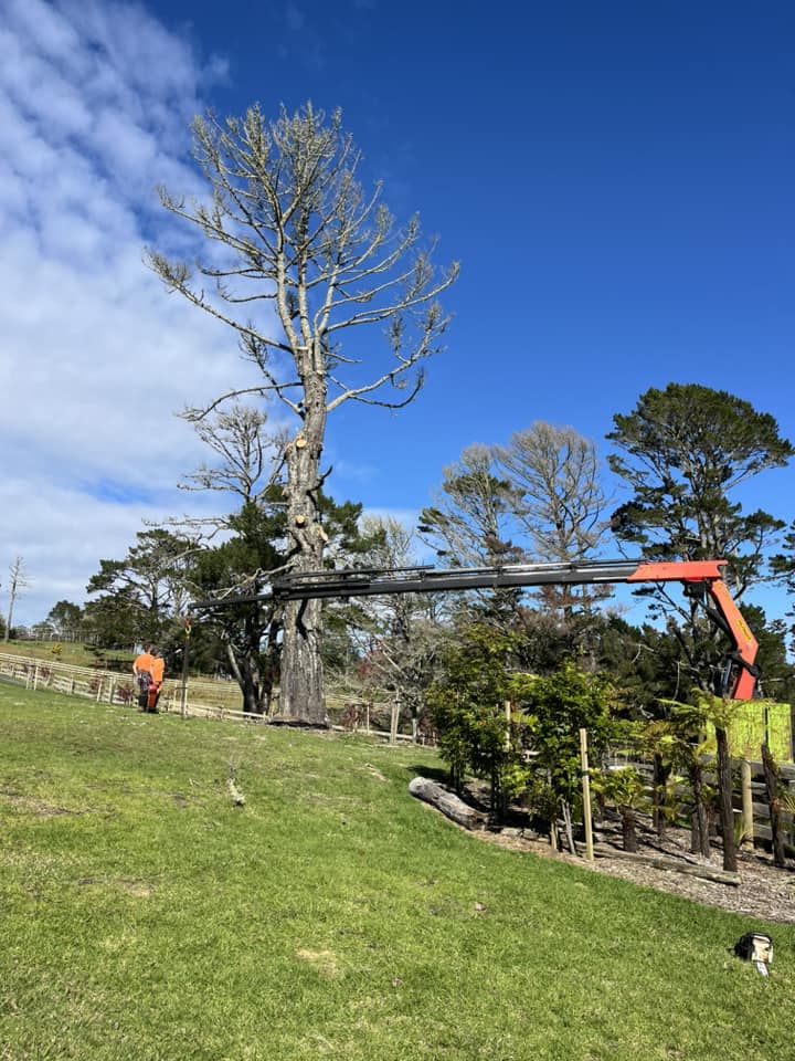 Precision Tree Services | Auckland