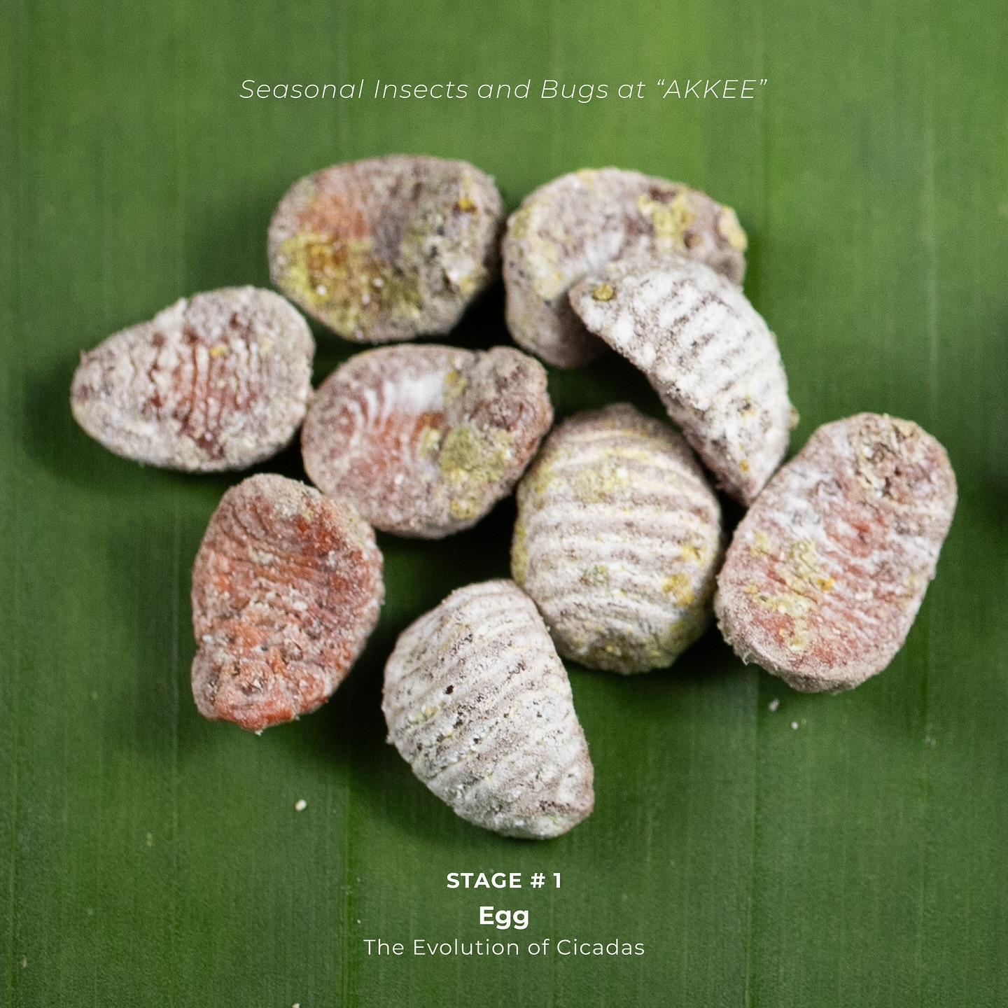 The Evolution of... - AKKEE Thai Delicacies & Tasting Counter