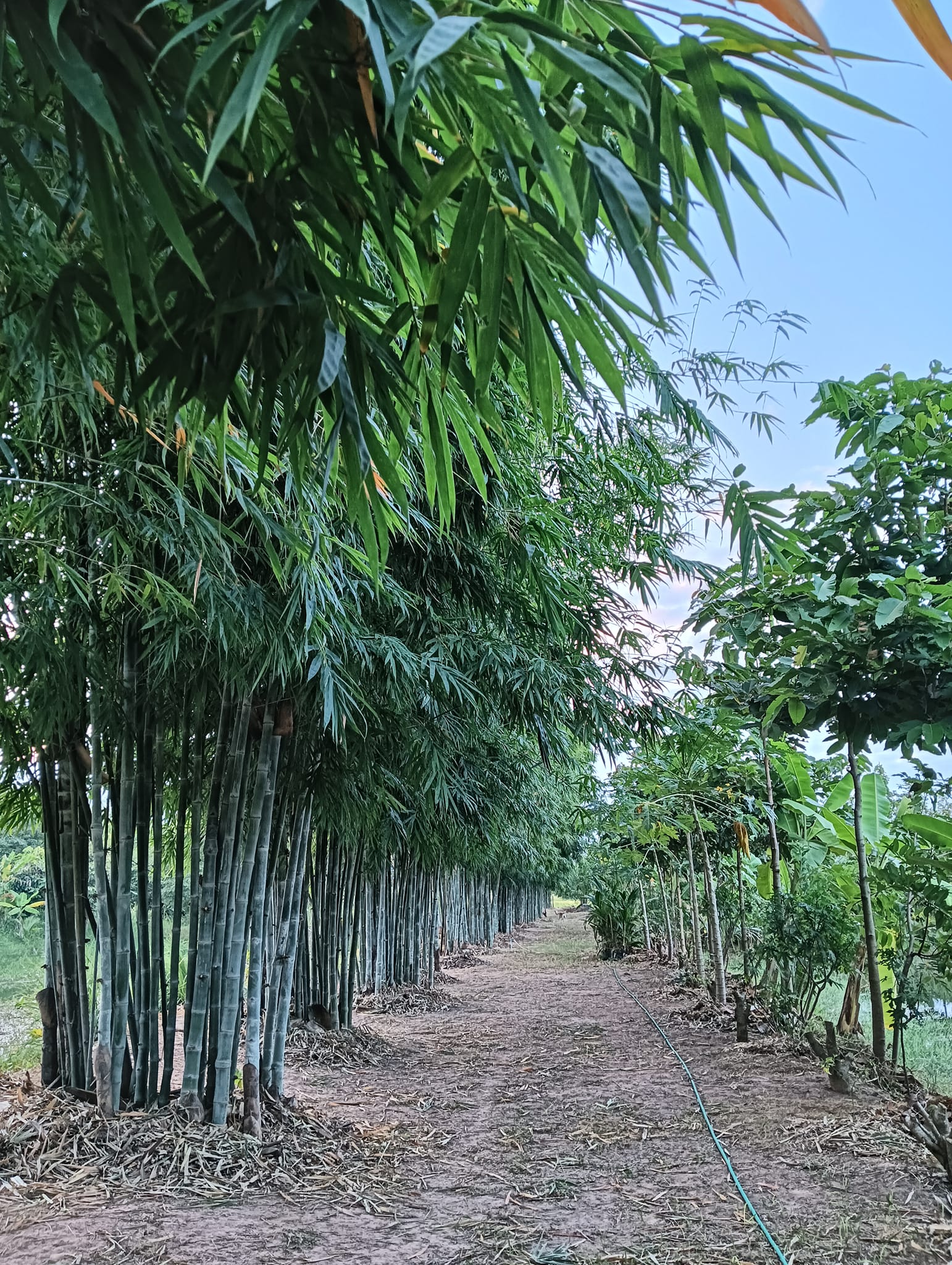 Rung Sonsunan