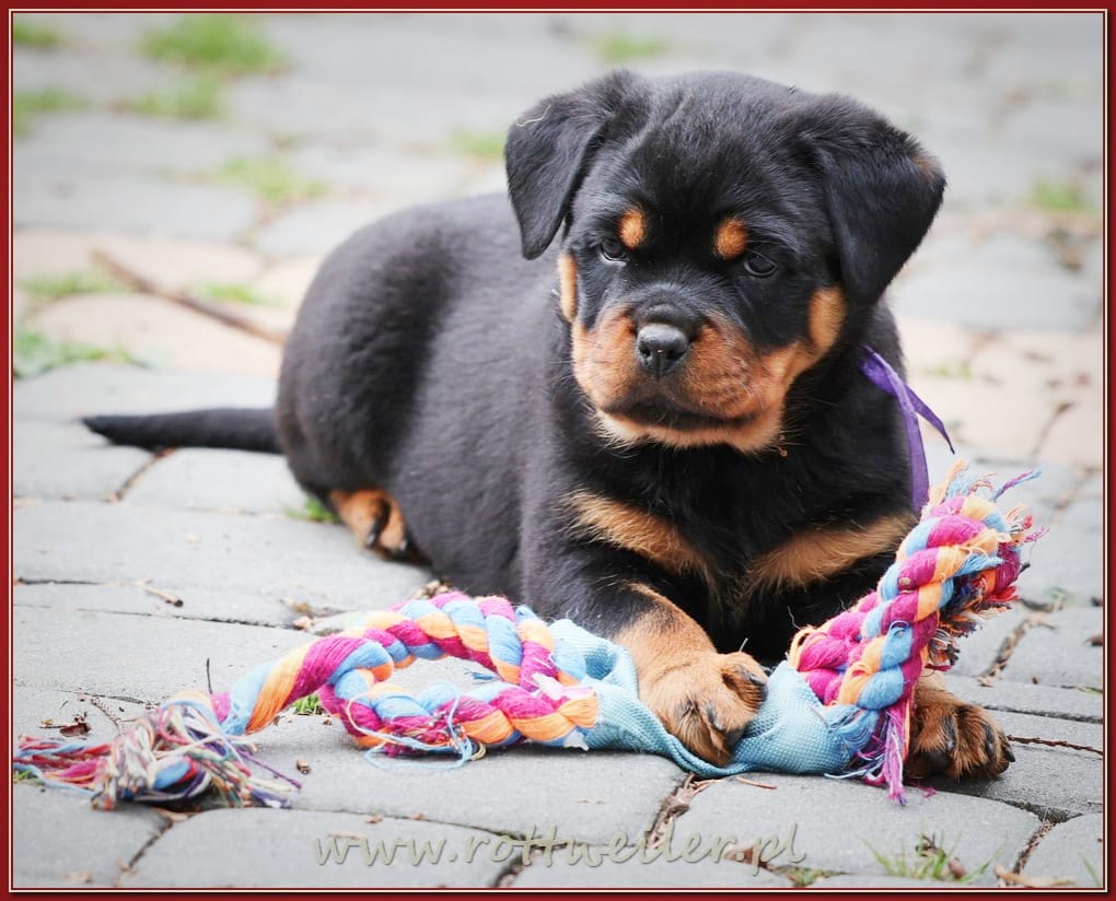Nice And Lovely FCI - rottweiler | Miechów