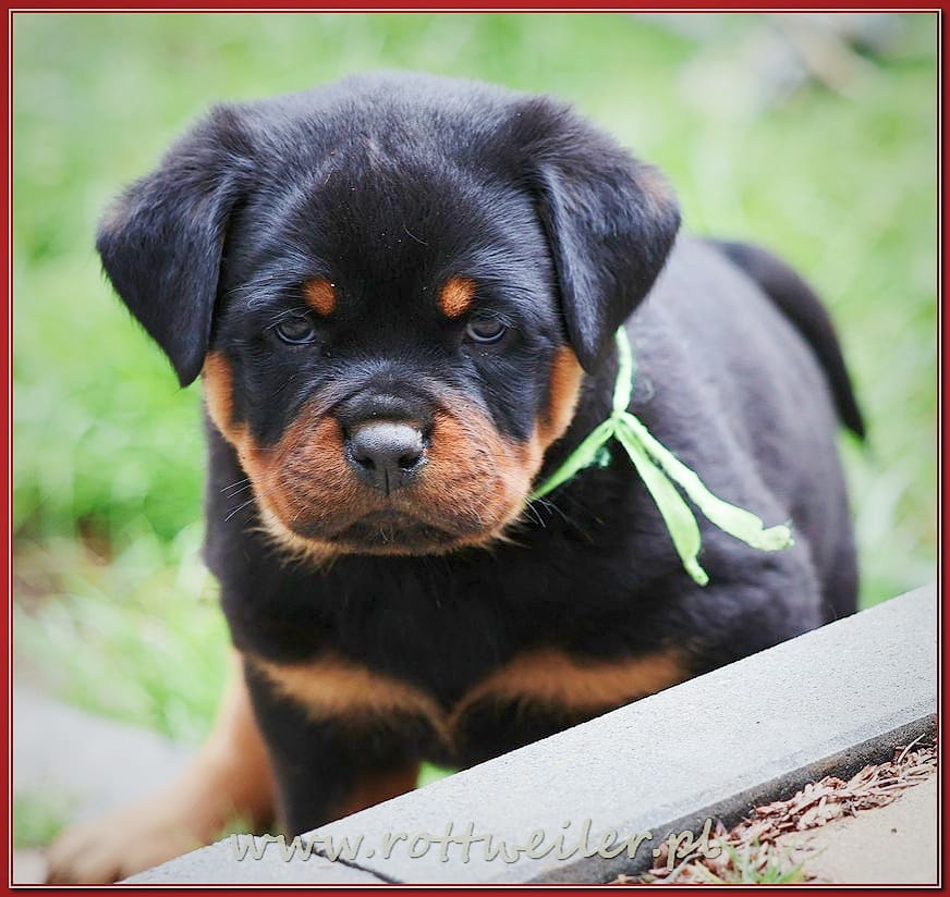 Nice And Lovely FCI - rottweiler | Miechów