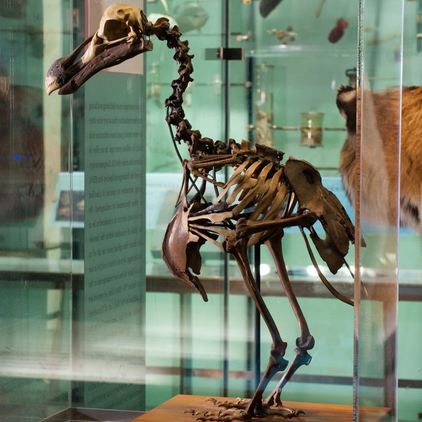 American - Gone, but not forgotten. 🦤 Today’s Exhibit of the Day is one ...
