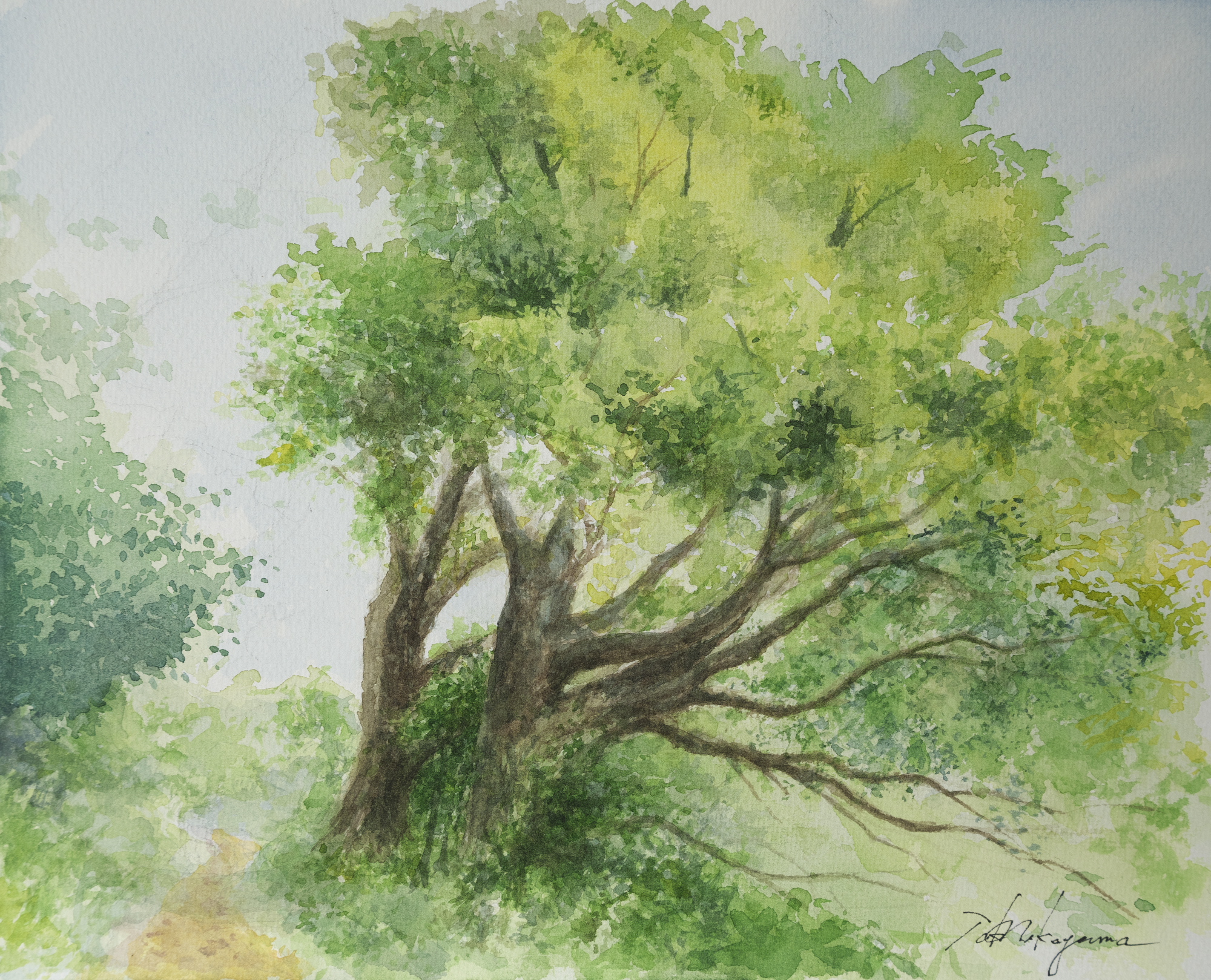 里山の大木。水彩画を初めて1年と4か月。まだまだ思い通りに絵具と水