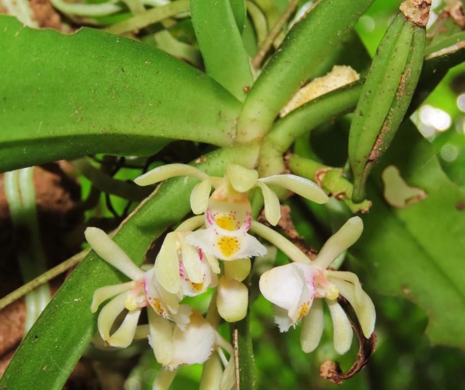 Wild orchids indicate a healthy ecosystem