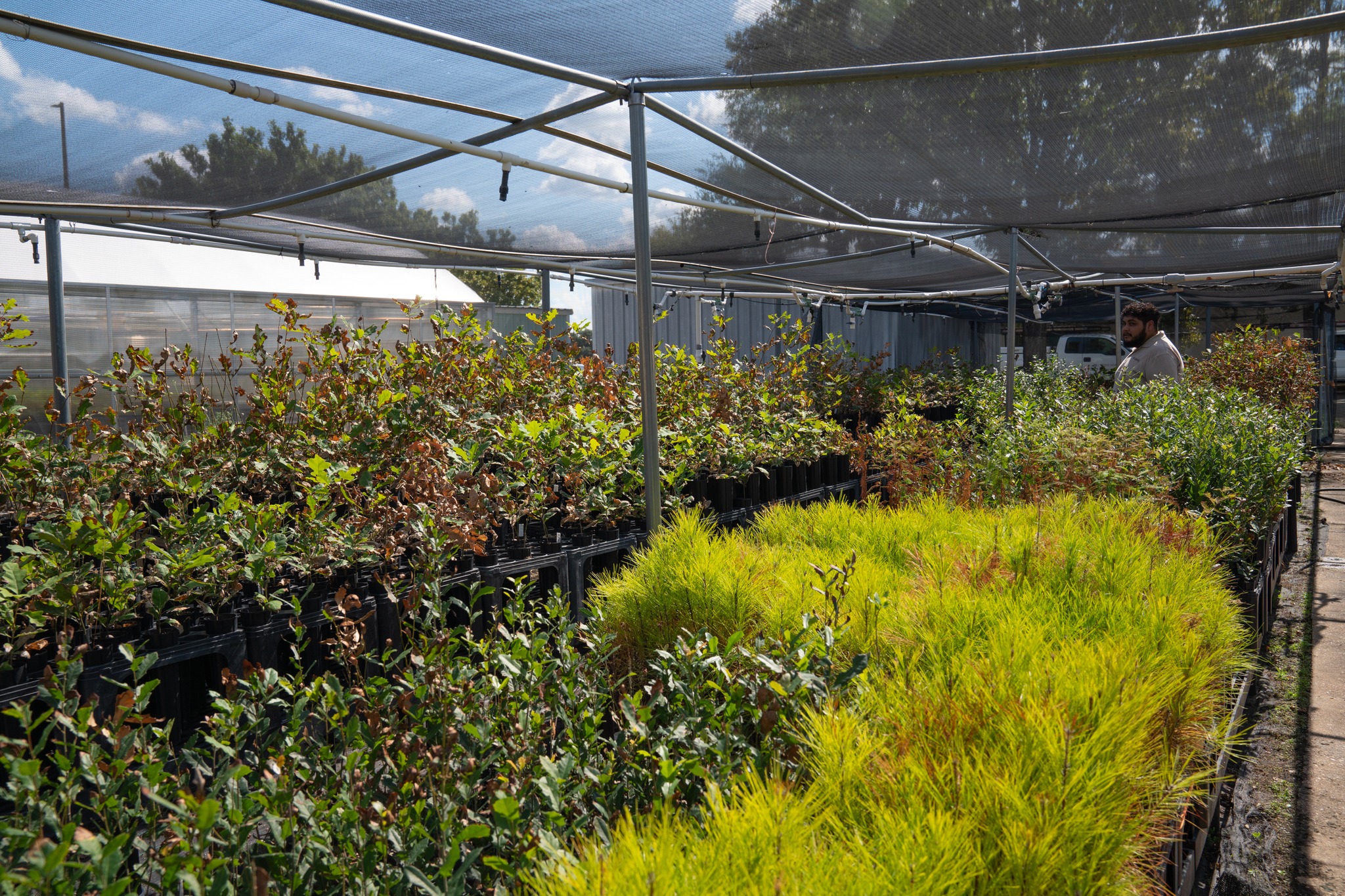 Best Trees To Plant Texas Yard The Top 6 Trees To Plant In North Texas