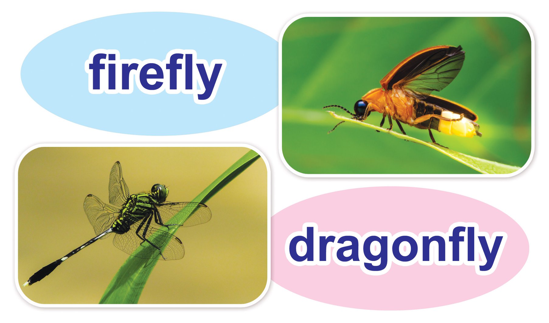 國語週刊 - #美語ABC月刊 fly「蒼蠅」是夏天常見的昆蟲，fly這個字當動詞時，是「飛」。... | Facebook